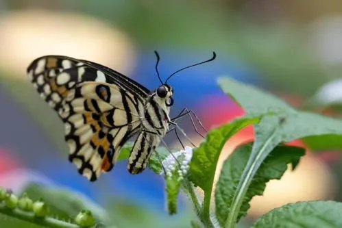 Brookside Hotel & Restaurant ,Suitable for Solo Travelers Couples Educational Groups & Families welcome