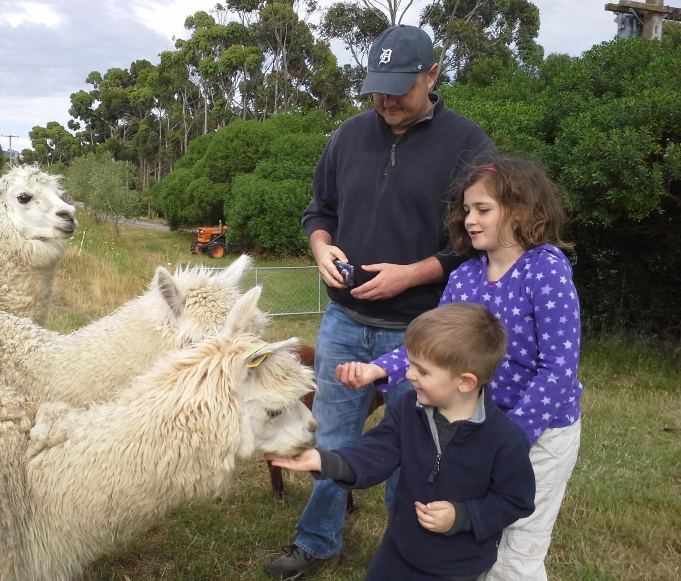Animals in Misty River Retreat