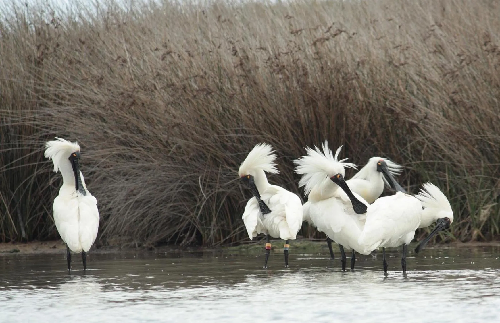 Animals in Misty River Retreat