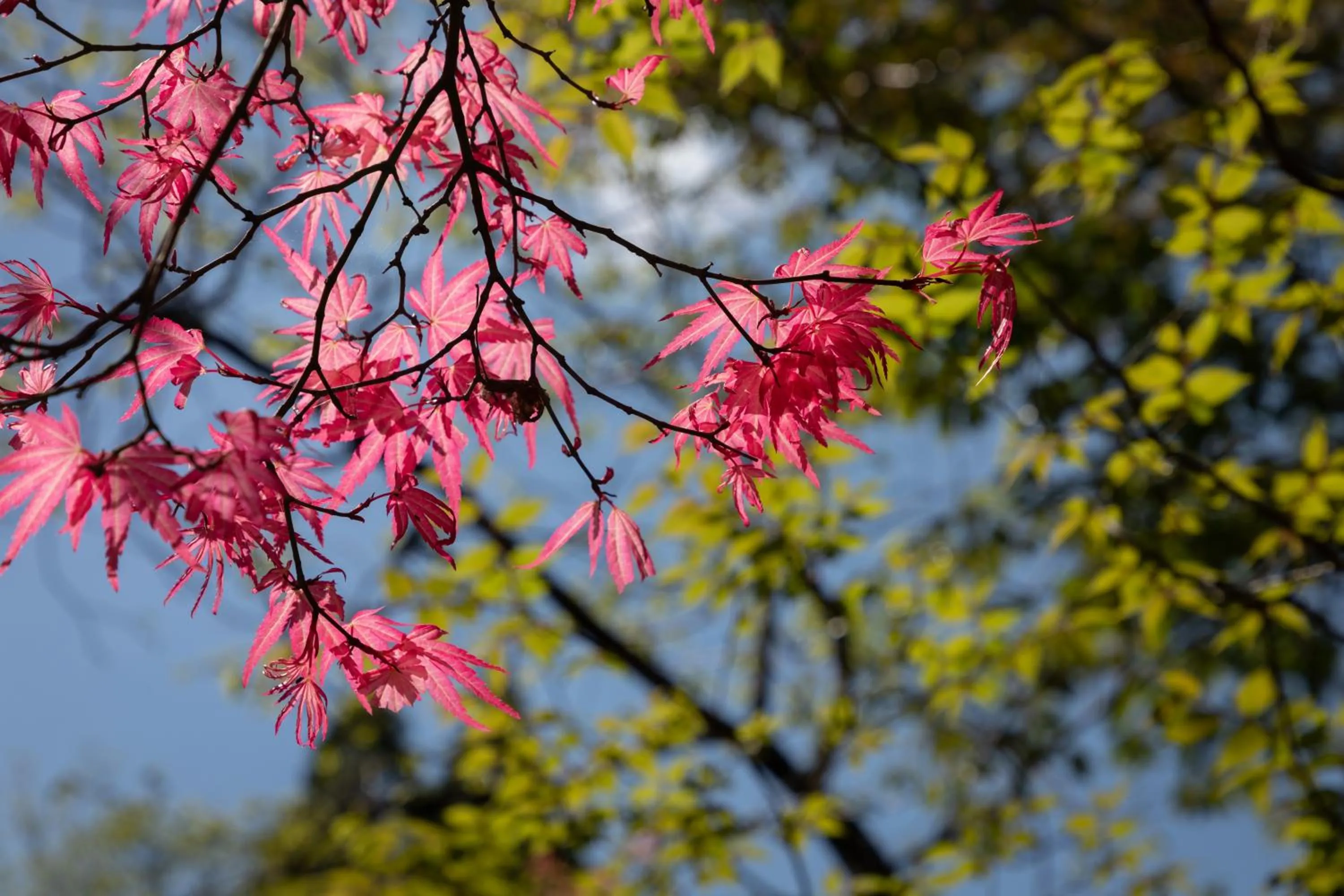 Natural landscape in Sen-no-Mori