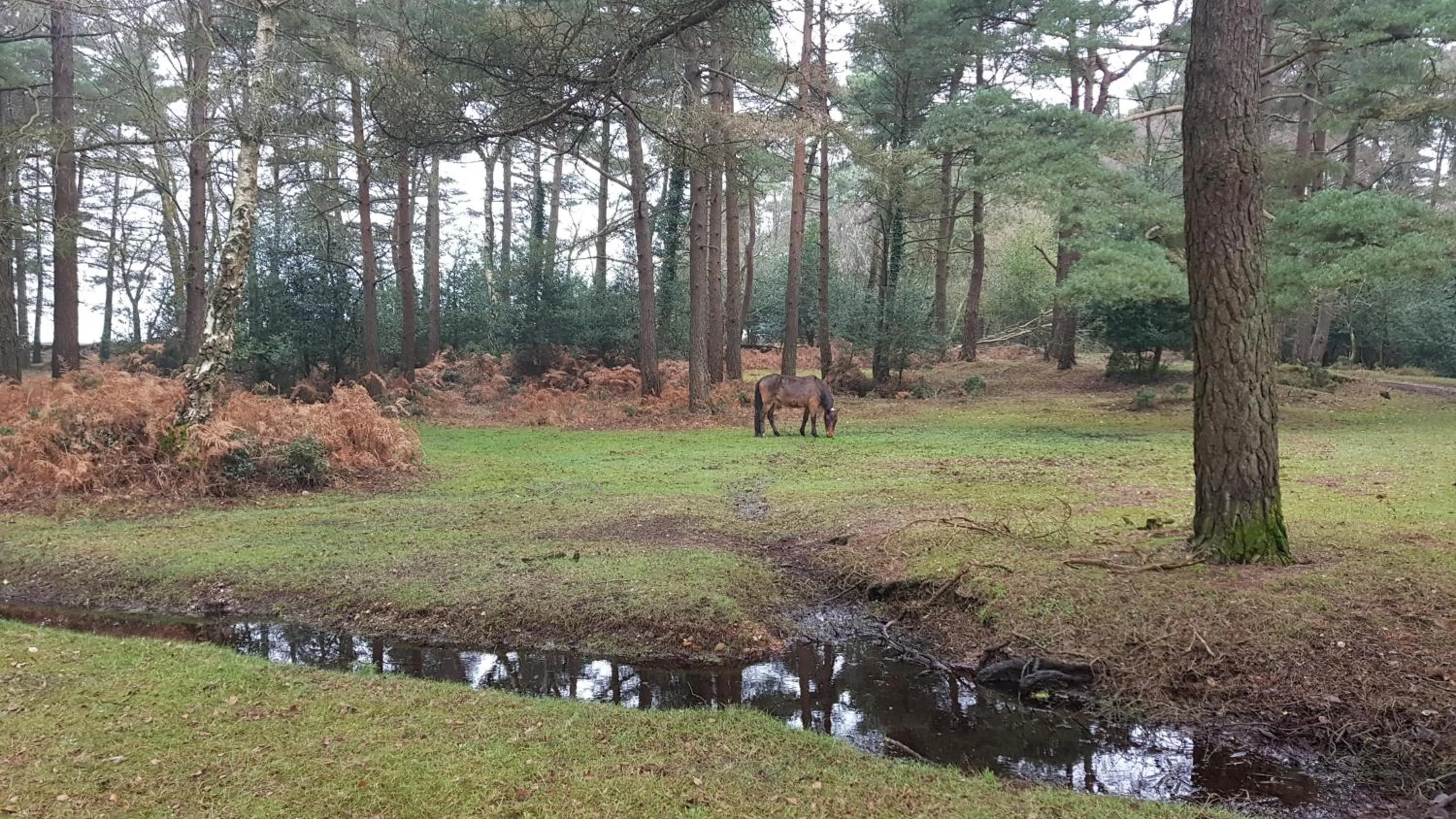 Natural landscape in New Forest Lodge