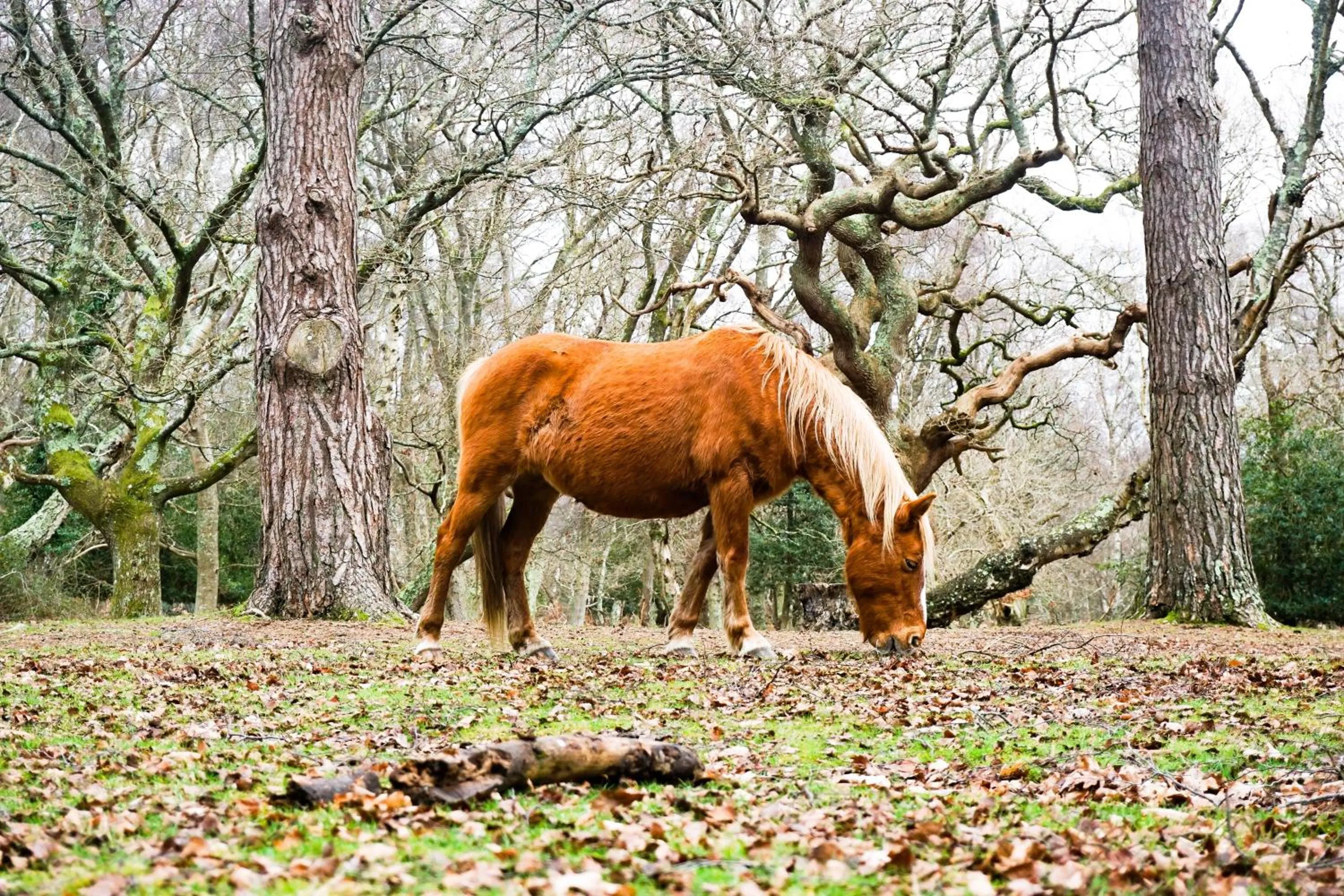 Animals in New Forest Lodge