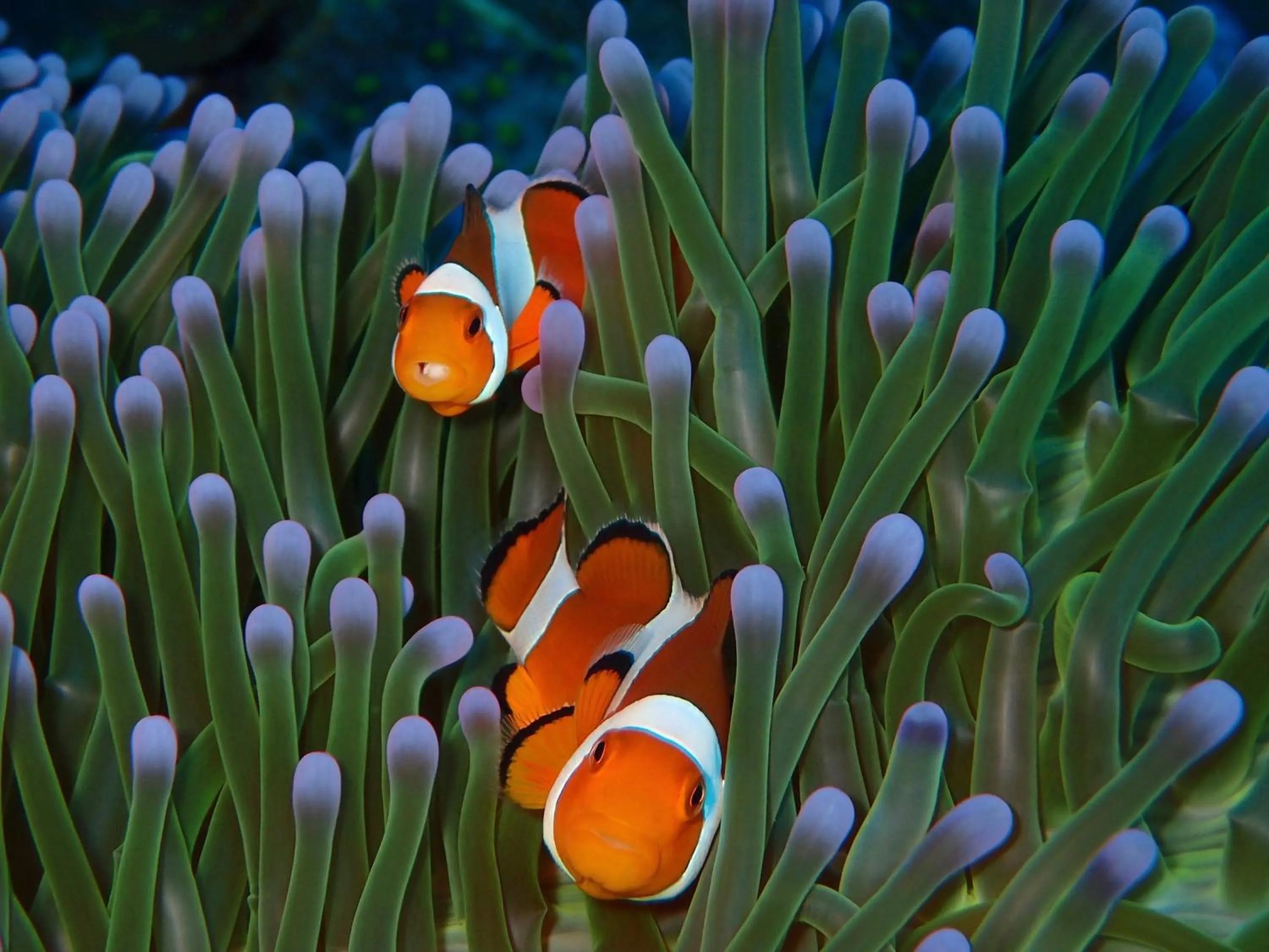 Diving in Alami Resort, Restaurant and Dive Center