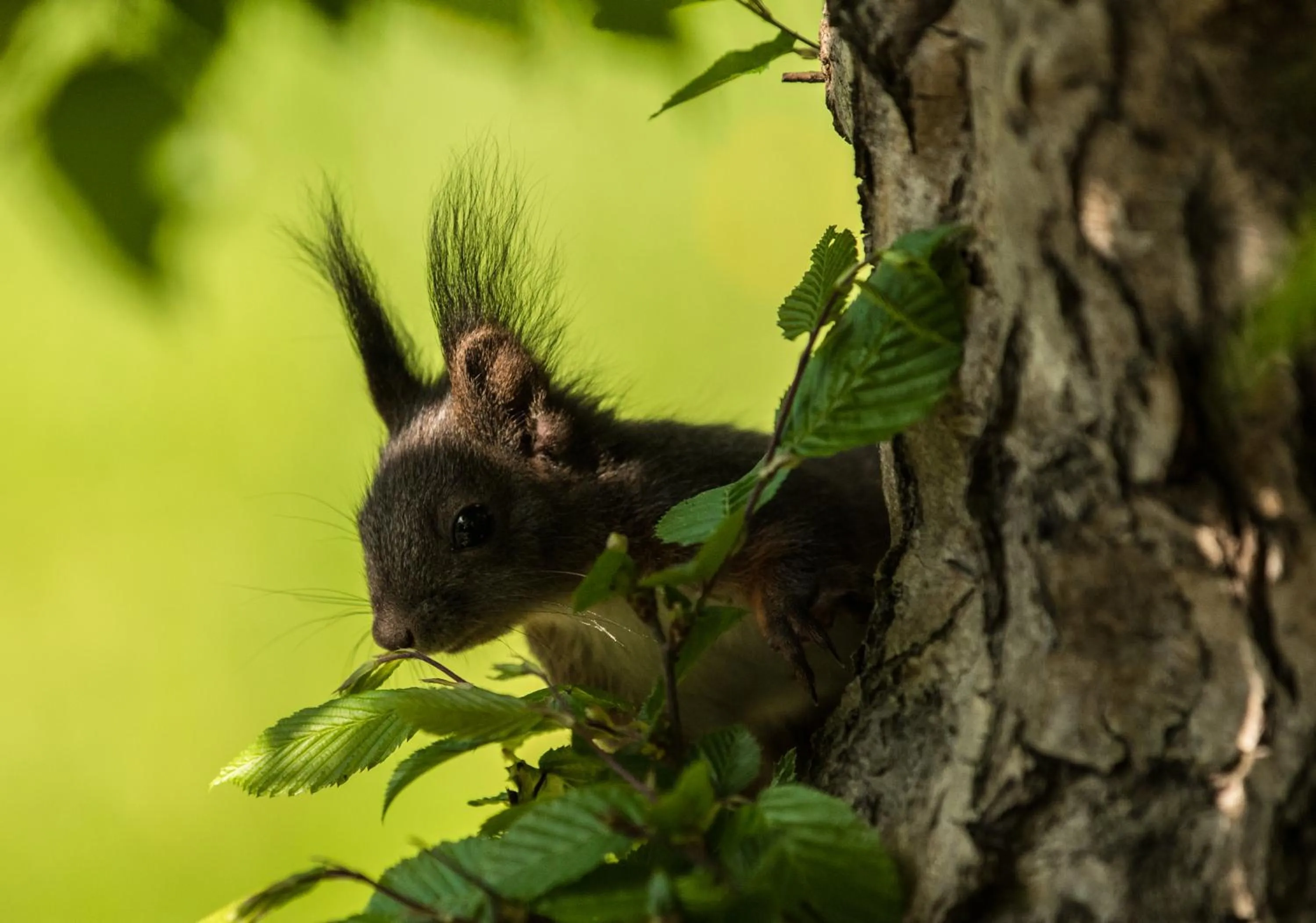 Animals in Zabola Estate - Transylvania