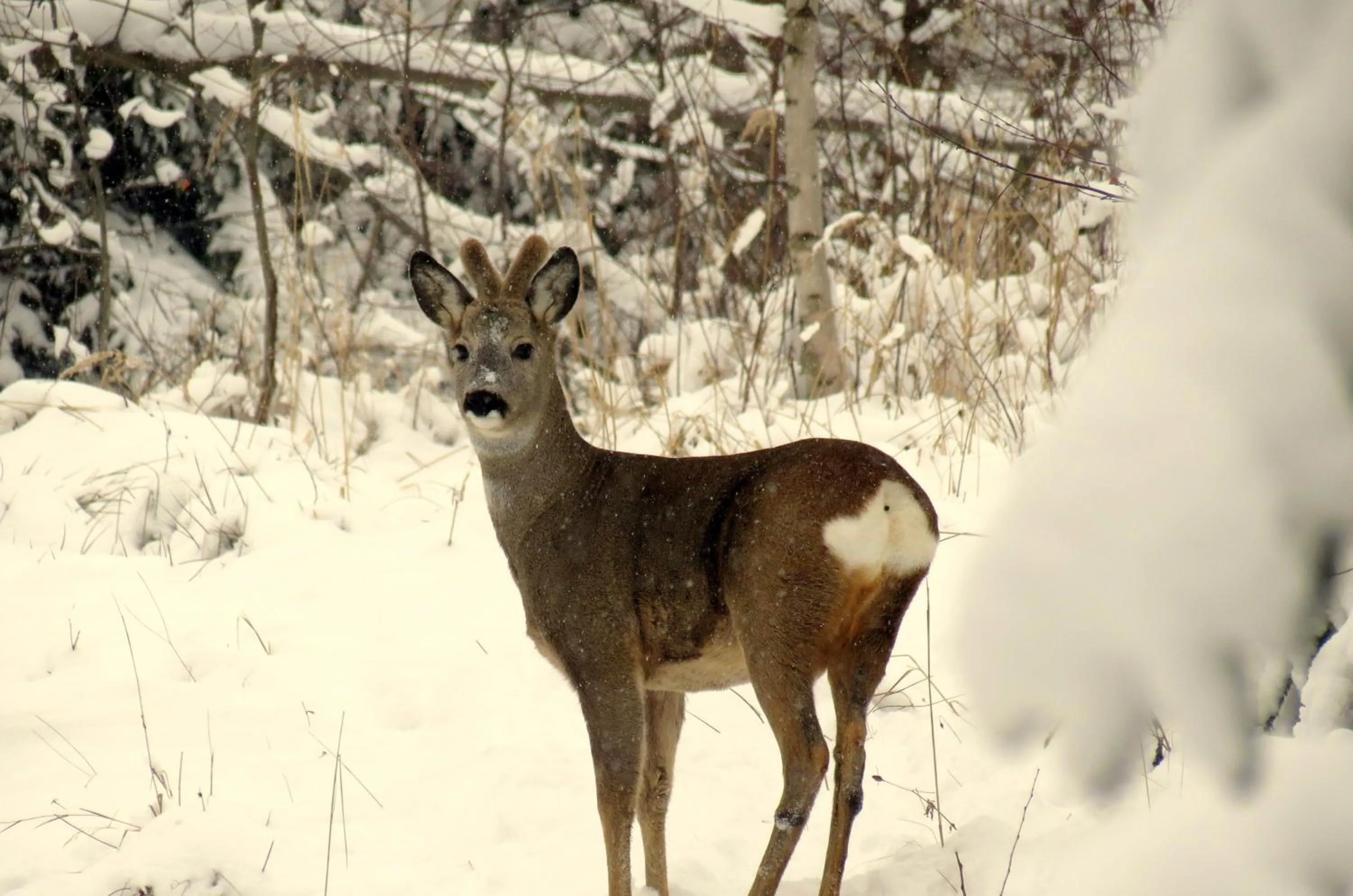 Garden in Zabola Estate - Transylvania