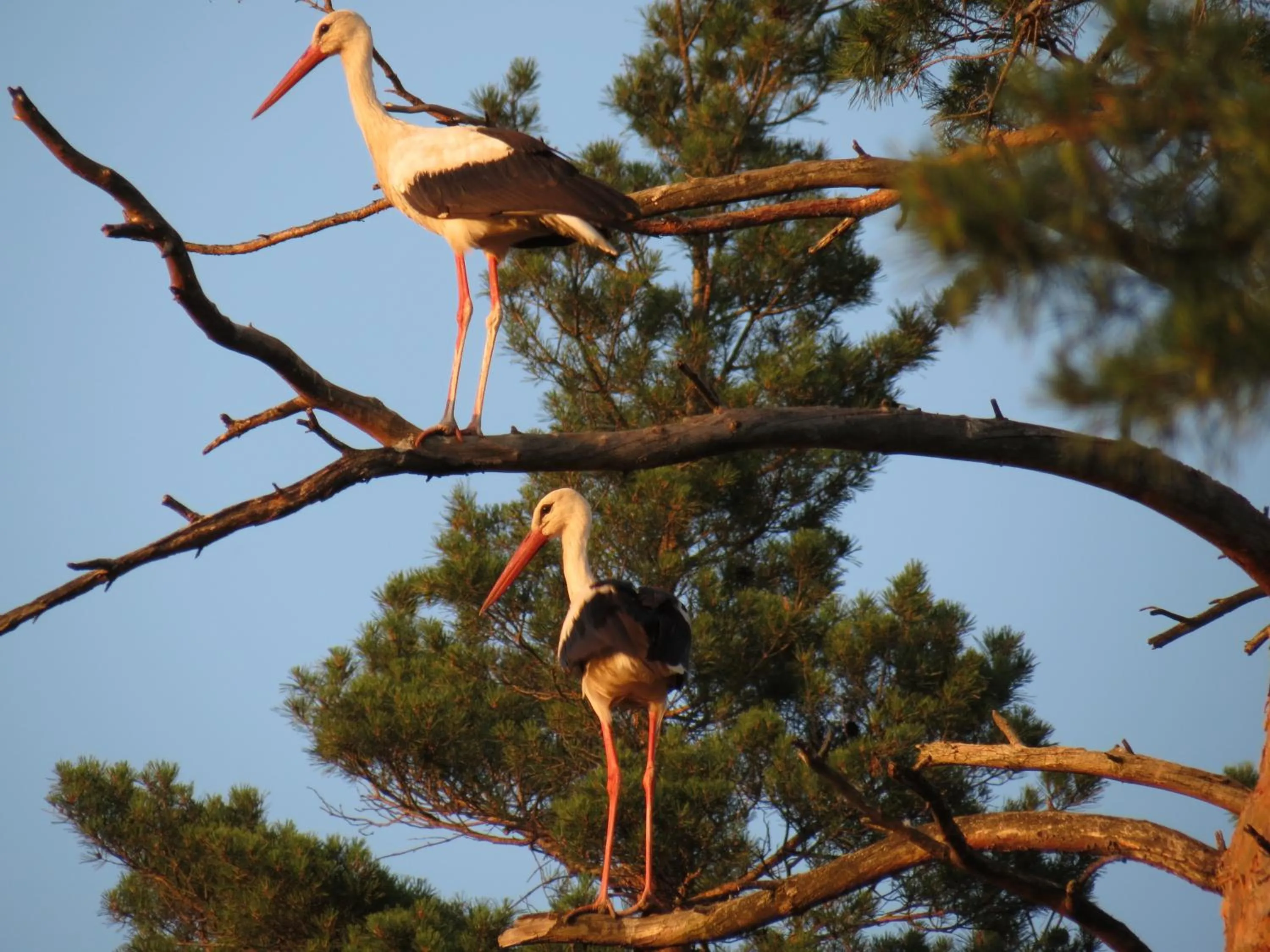 Garden in Zabola Estate - Transylvania