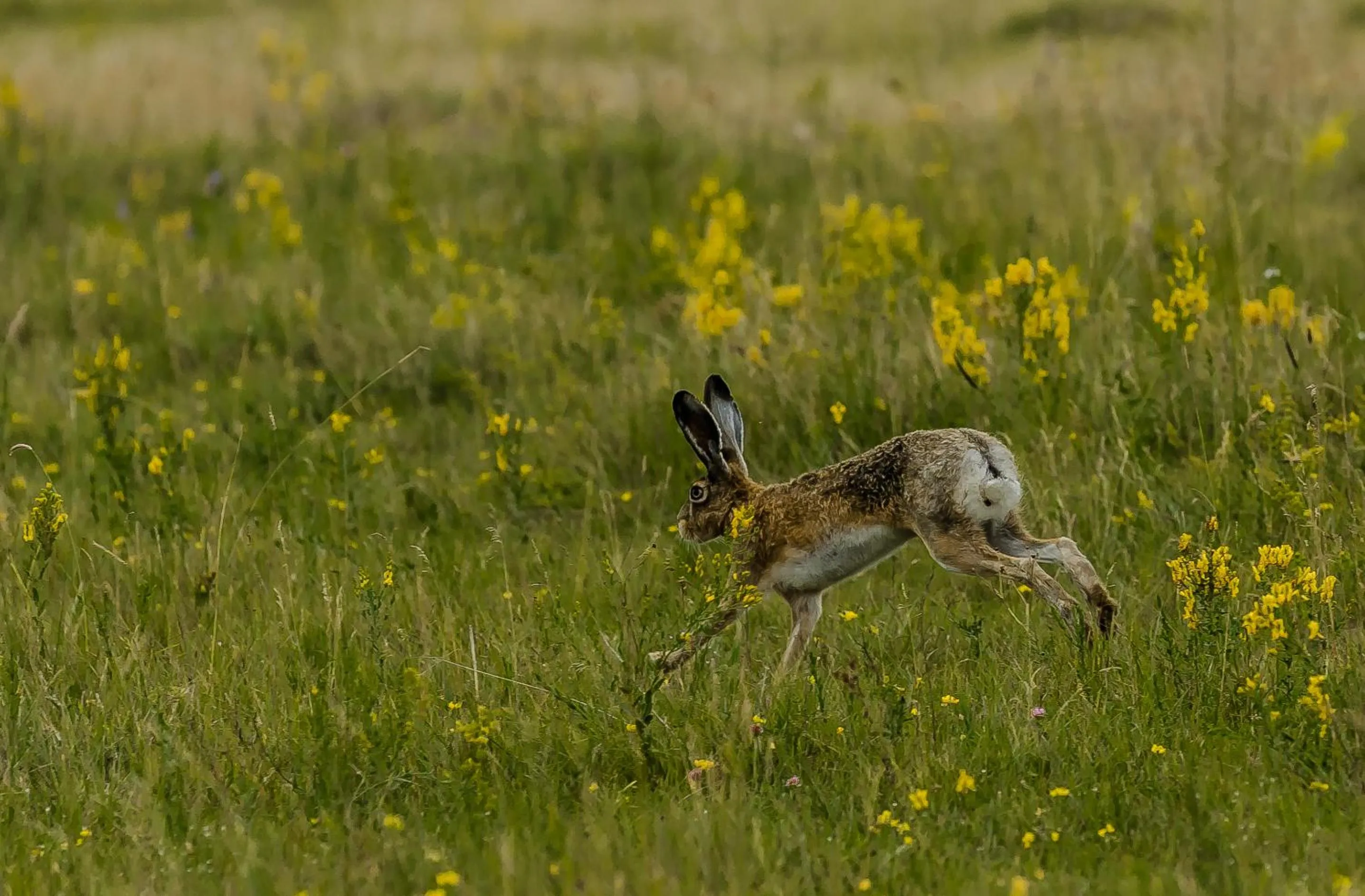 Animals in Zabola Estate - Transylvania