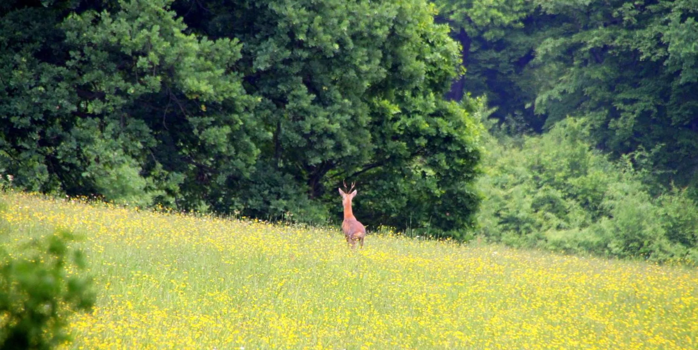 Garden in Zabola Estate - Transylvania