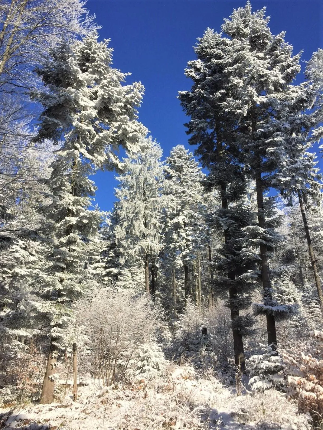 Day in Zabola Estate - Transylvania