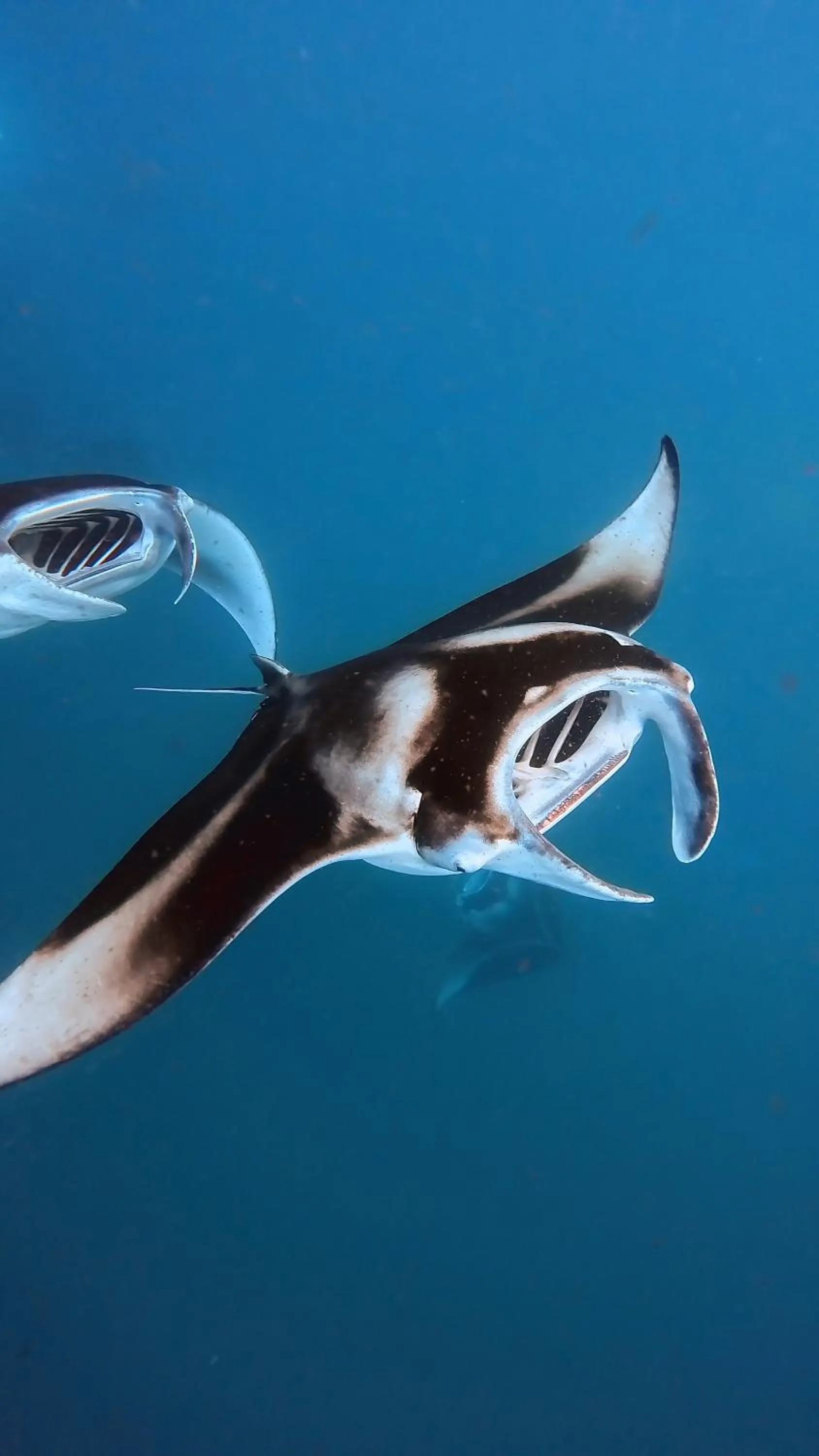 Manta Sea View Himandhoo