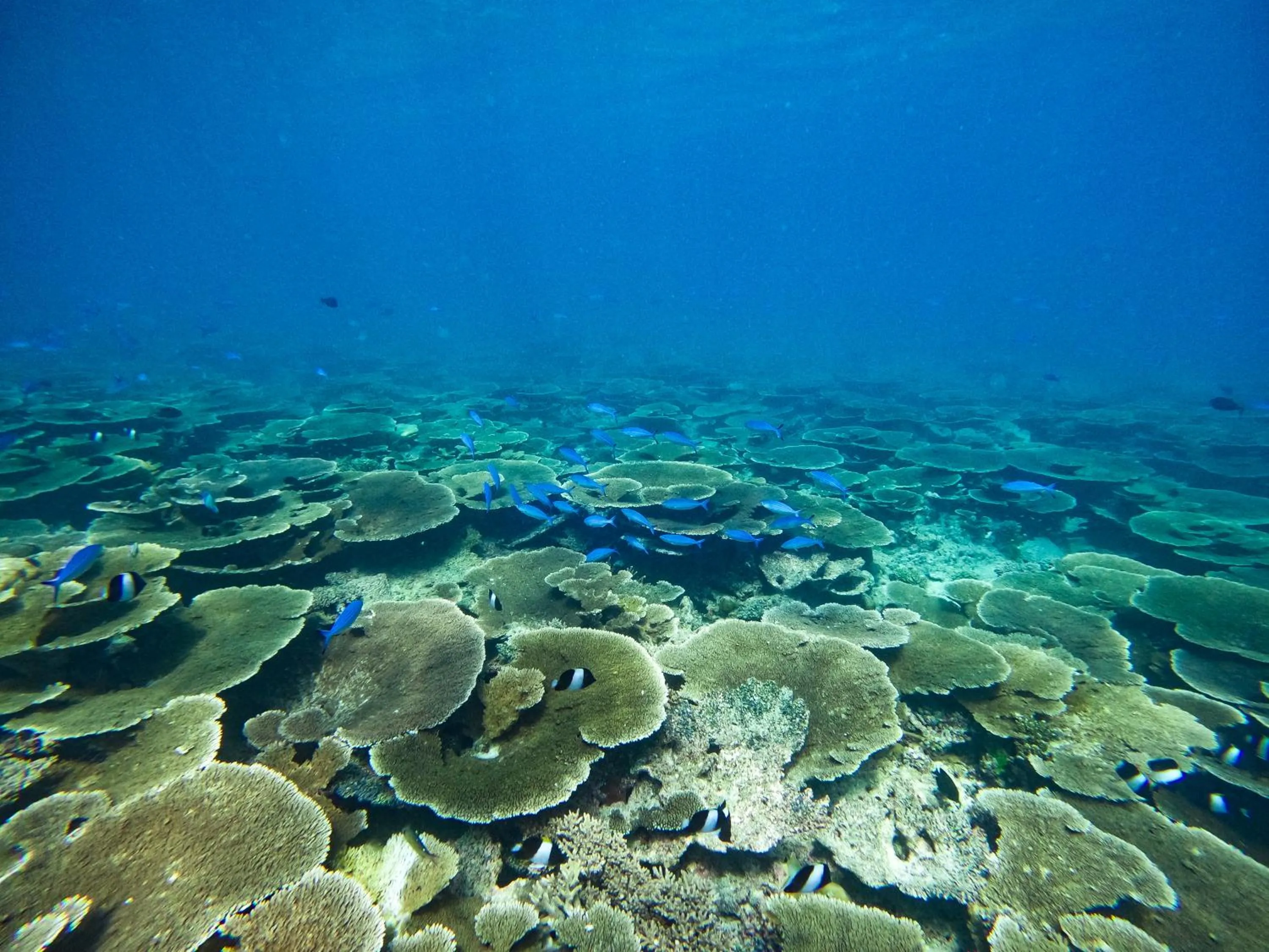 Natural landscape in Manta Sea View Himandhoo