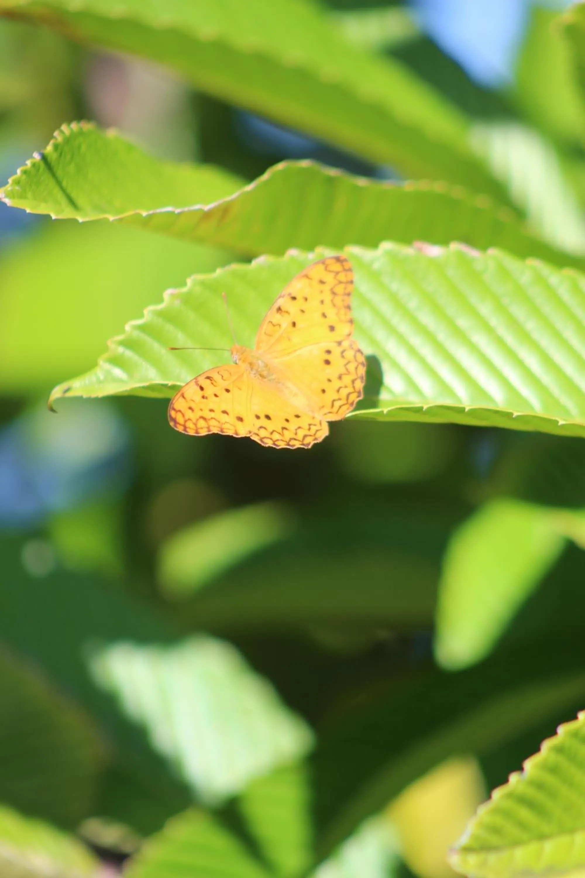 Animals in Gite des Acacias