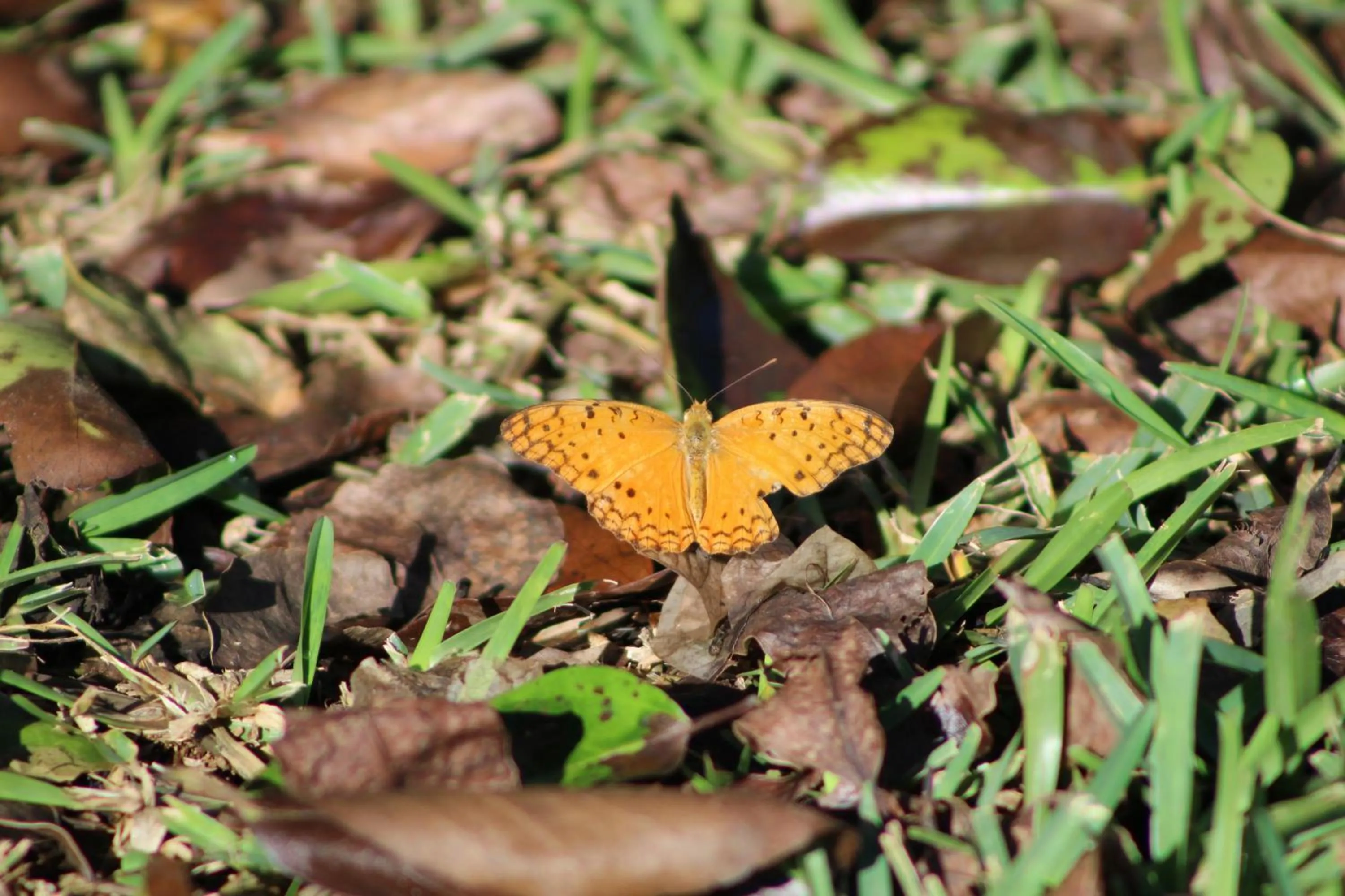 Day in Gite des Acacias