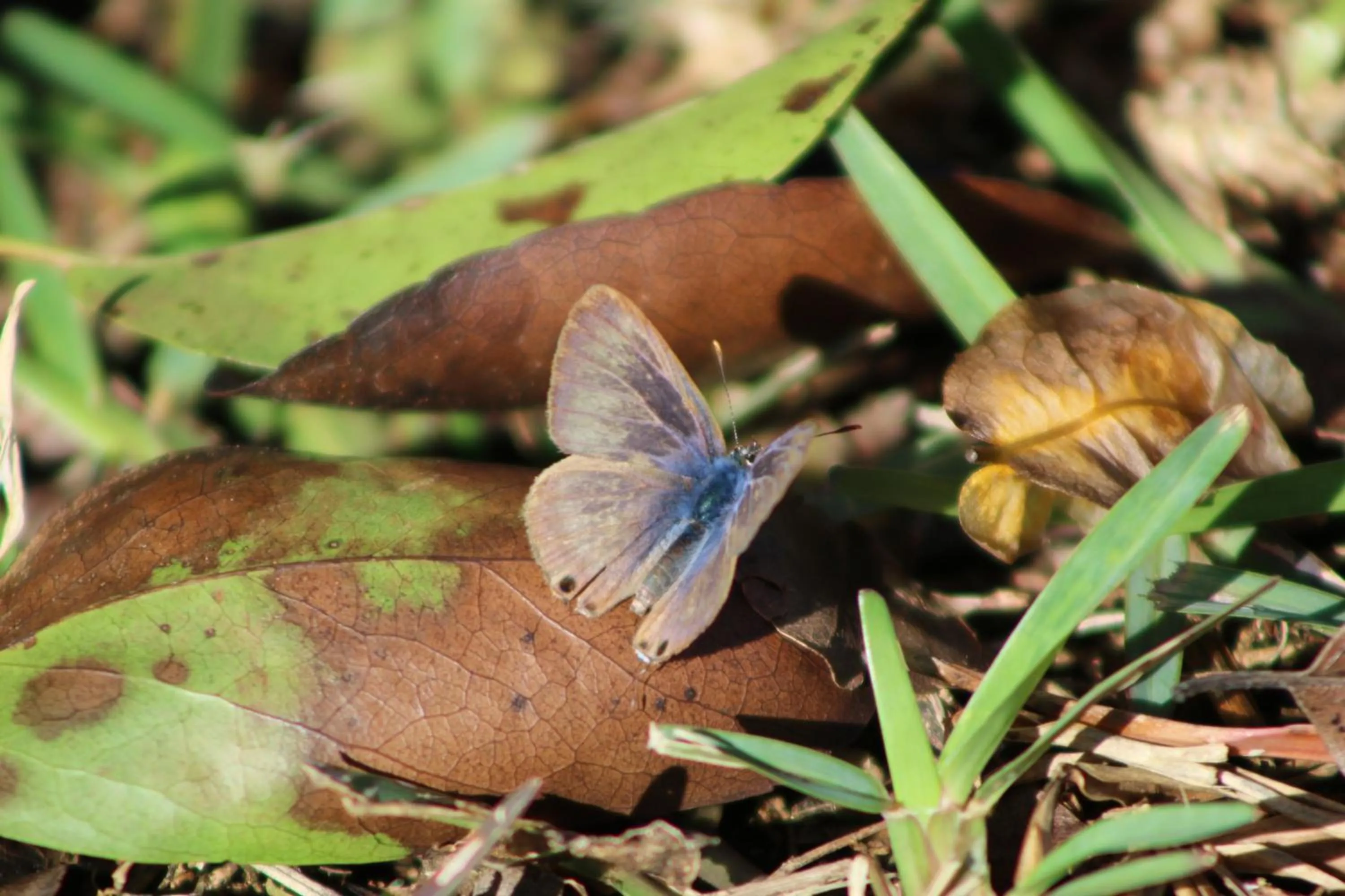 Animals in Gite des Acacias