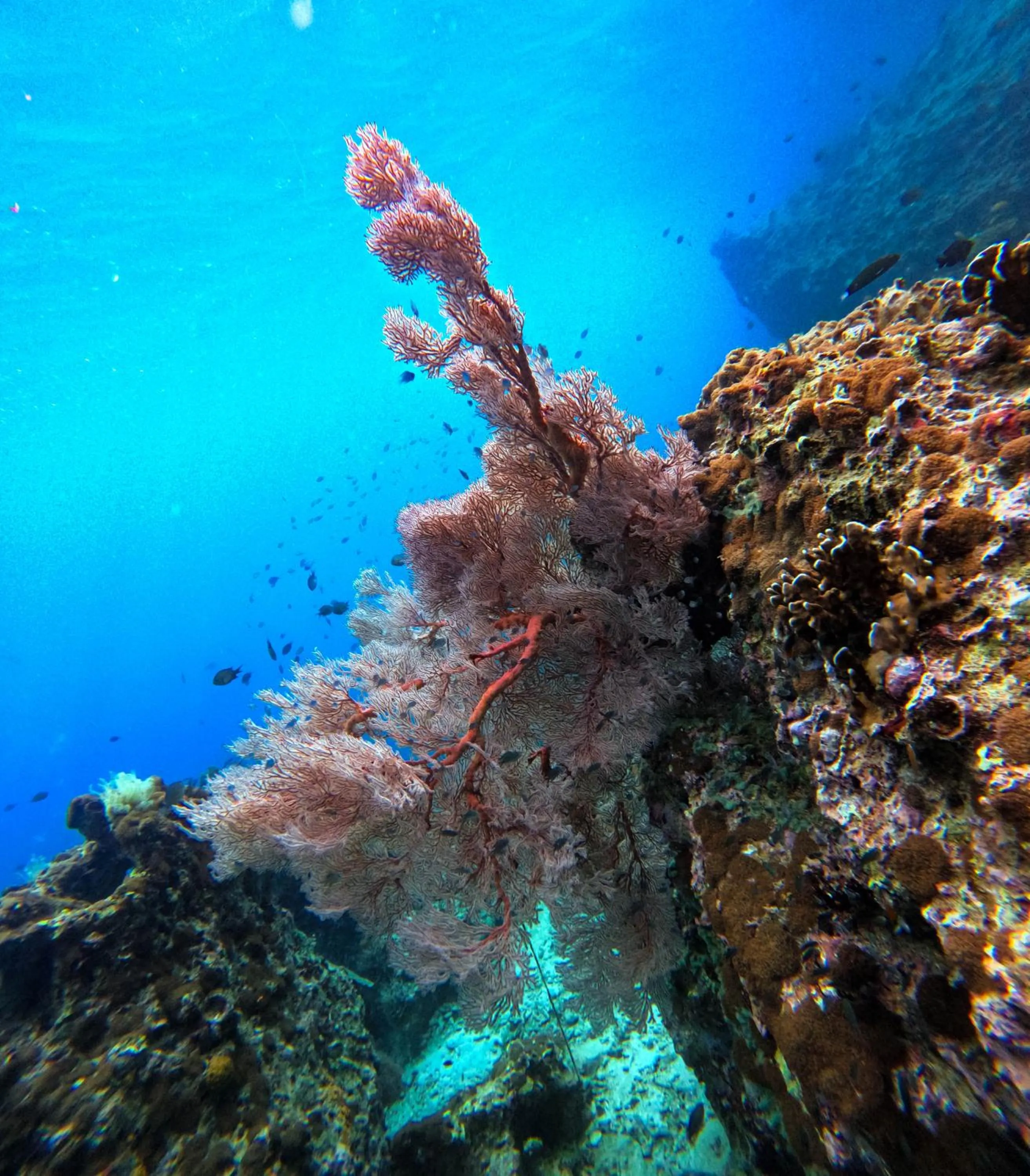 Snorkeling in Le Ranong Bistro Hotel