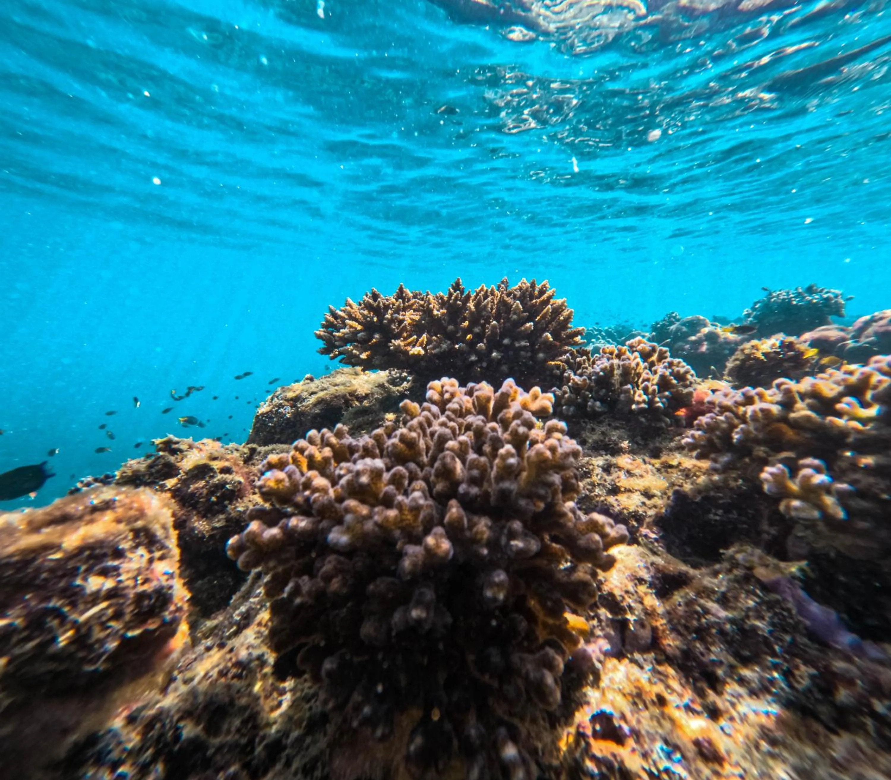 Snorkeling in Le Ranong Bistro Hotel