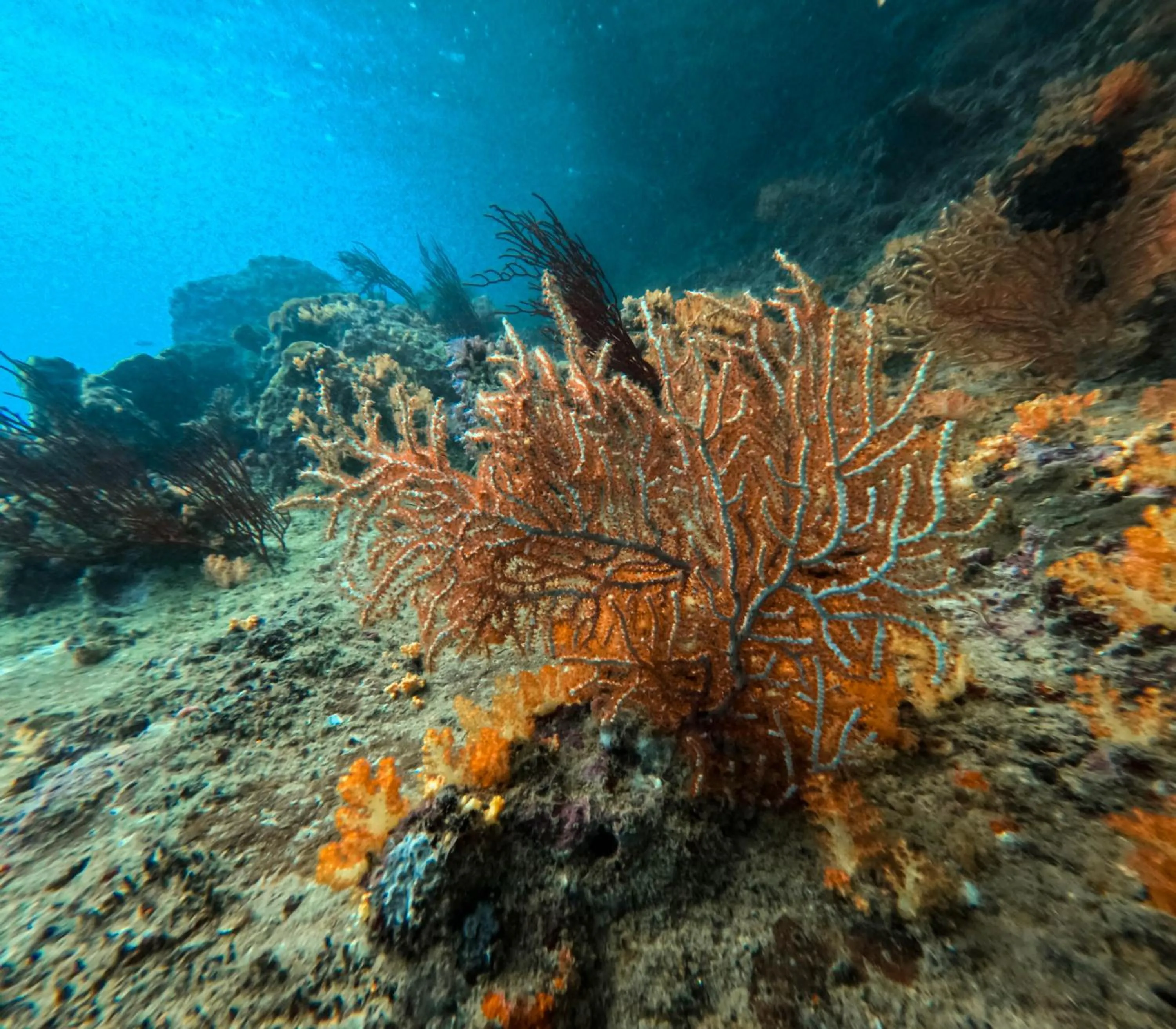 Snorkeling in Le Ranong Bistro Hotel