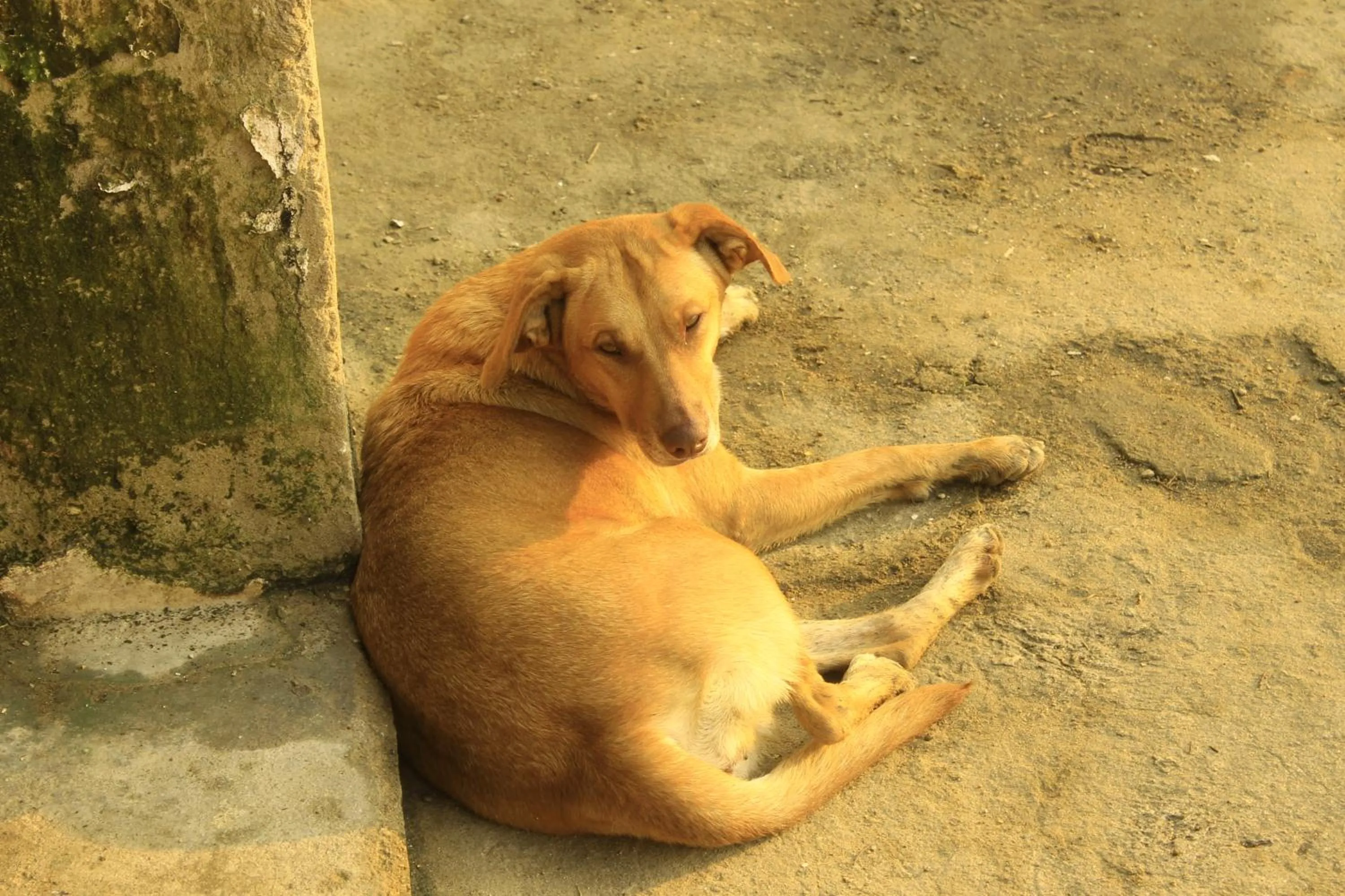 Animals in Pousada Mar & Vida e Doçaria