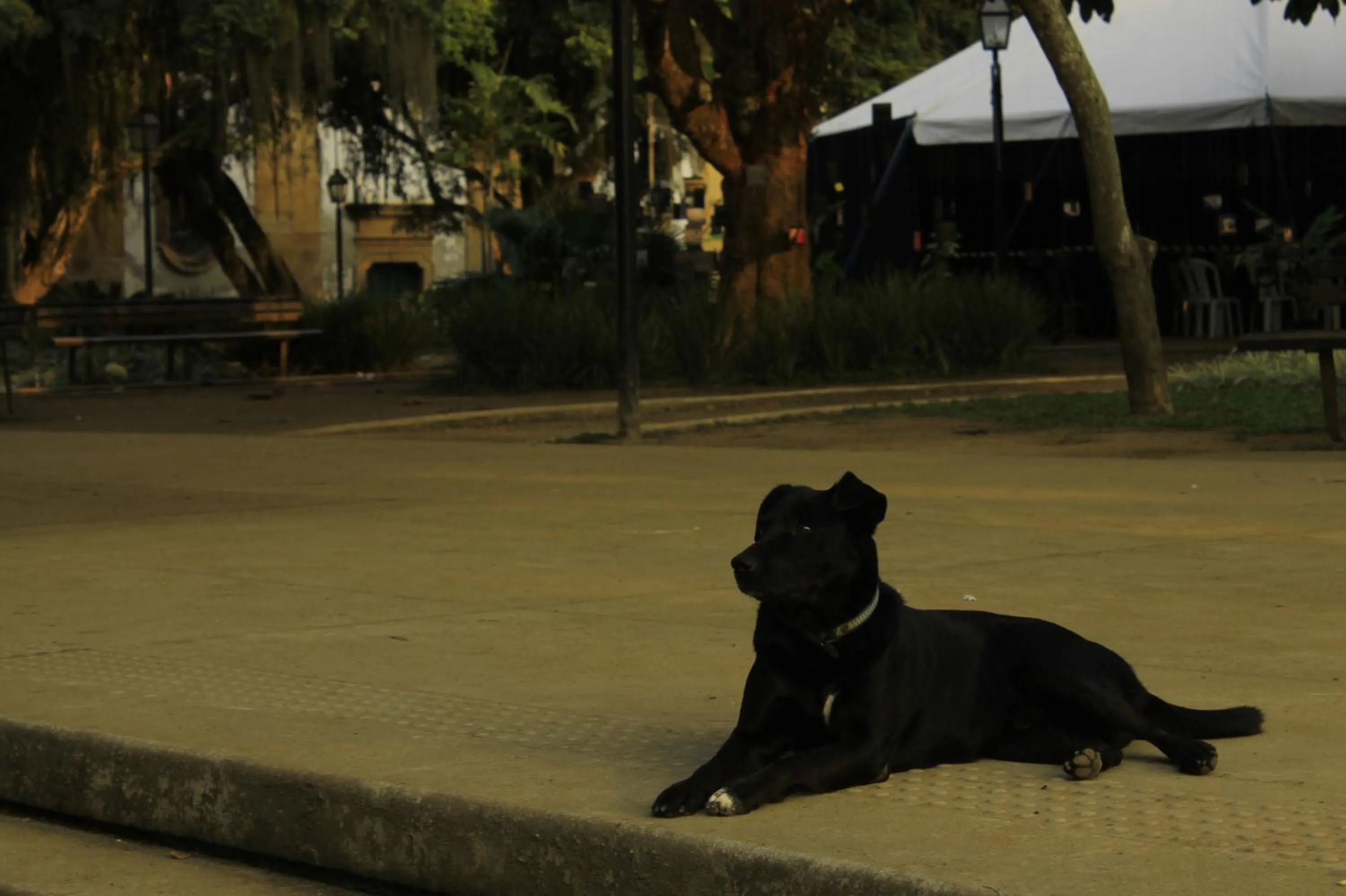 Animals in Pousada Mar & Vida e Doçaria