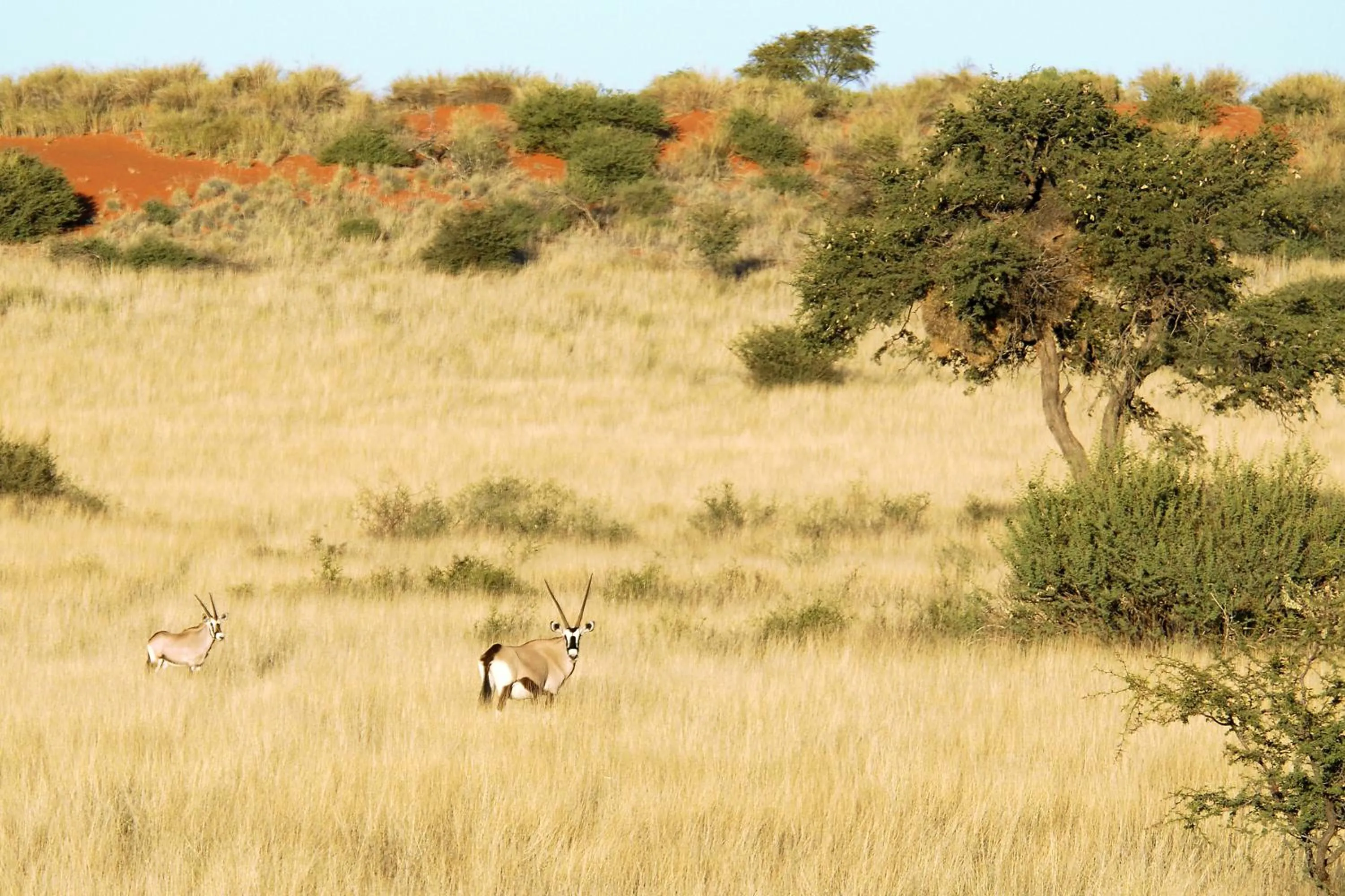 Hiking in Gondwana Kalahari Anib Lodge