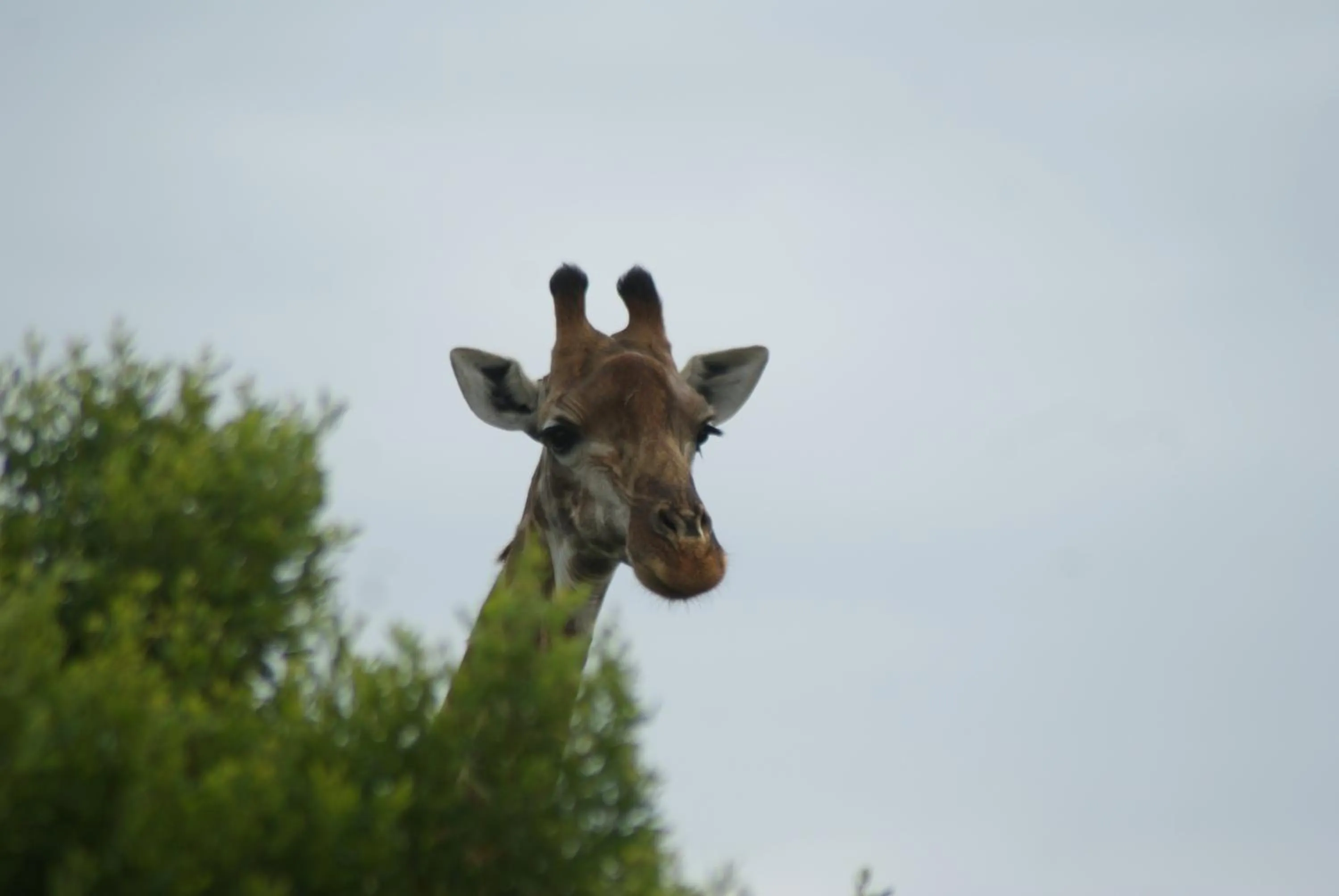 Homestead Bed and Breakfast