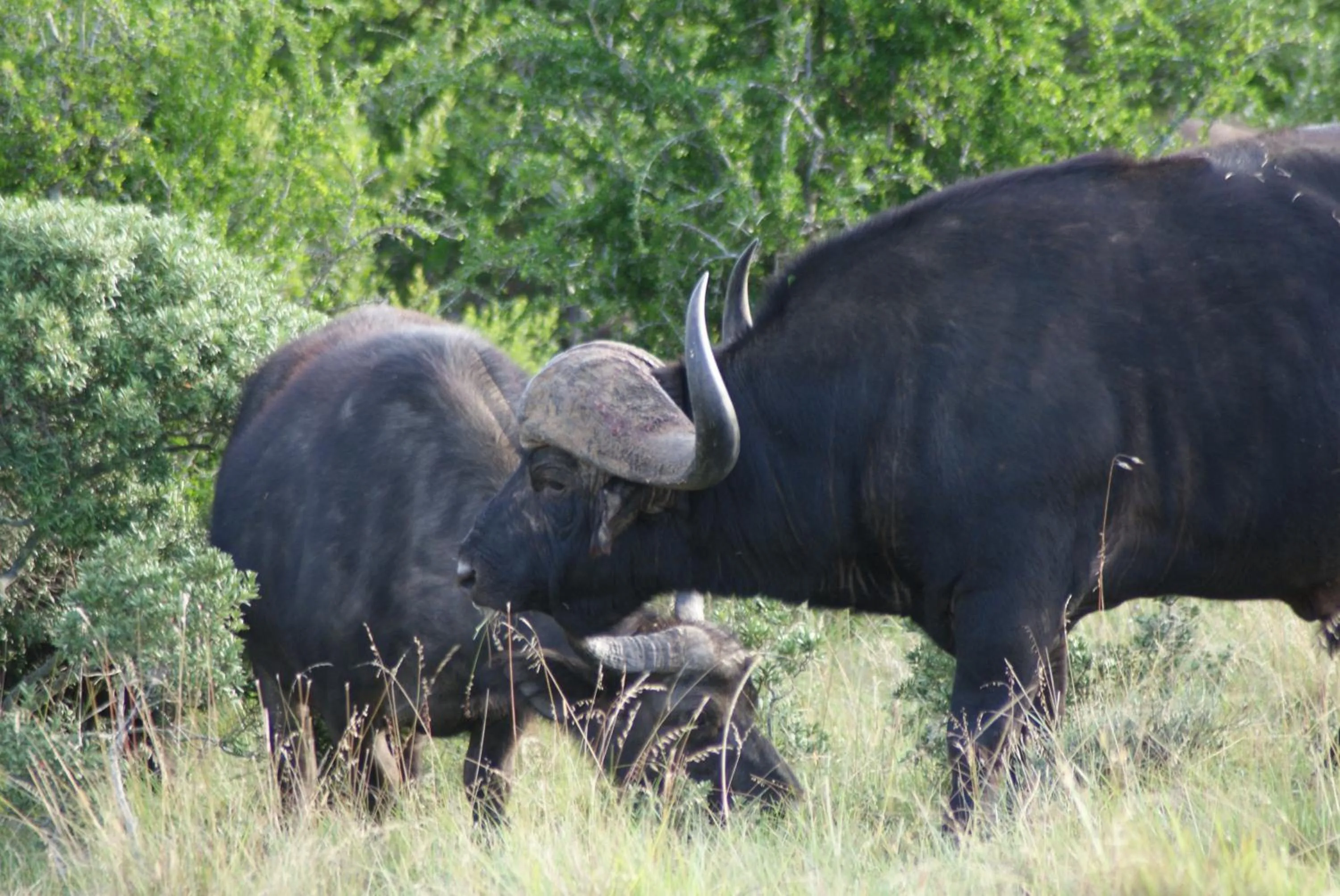 Homestead Bed and Breakfast