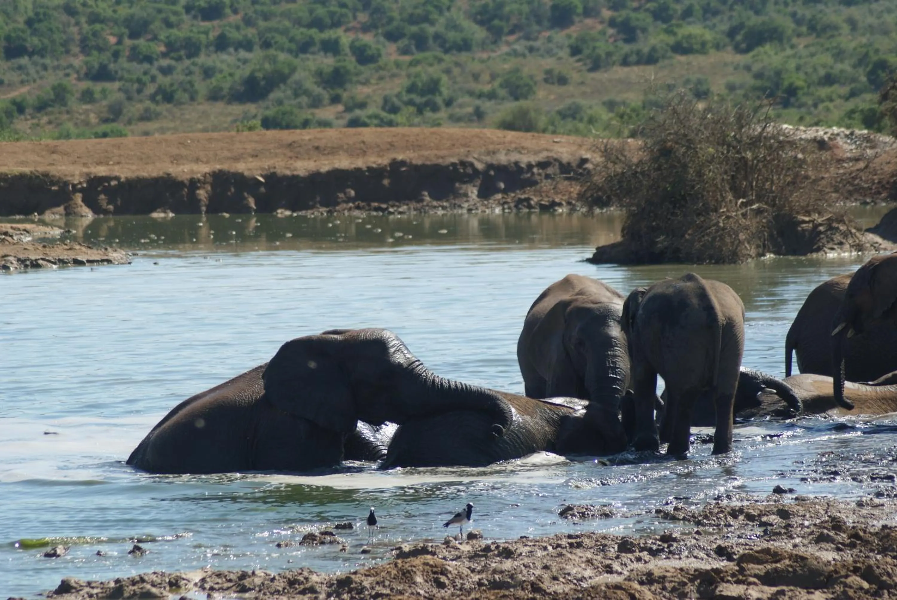 Homestead Bed and Breakfast