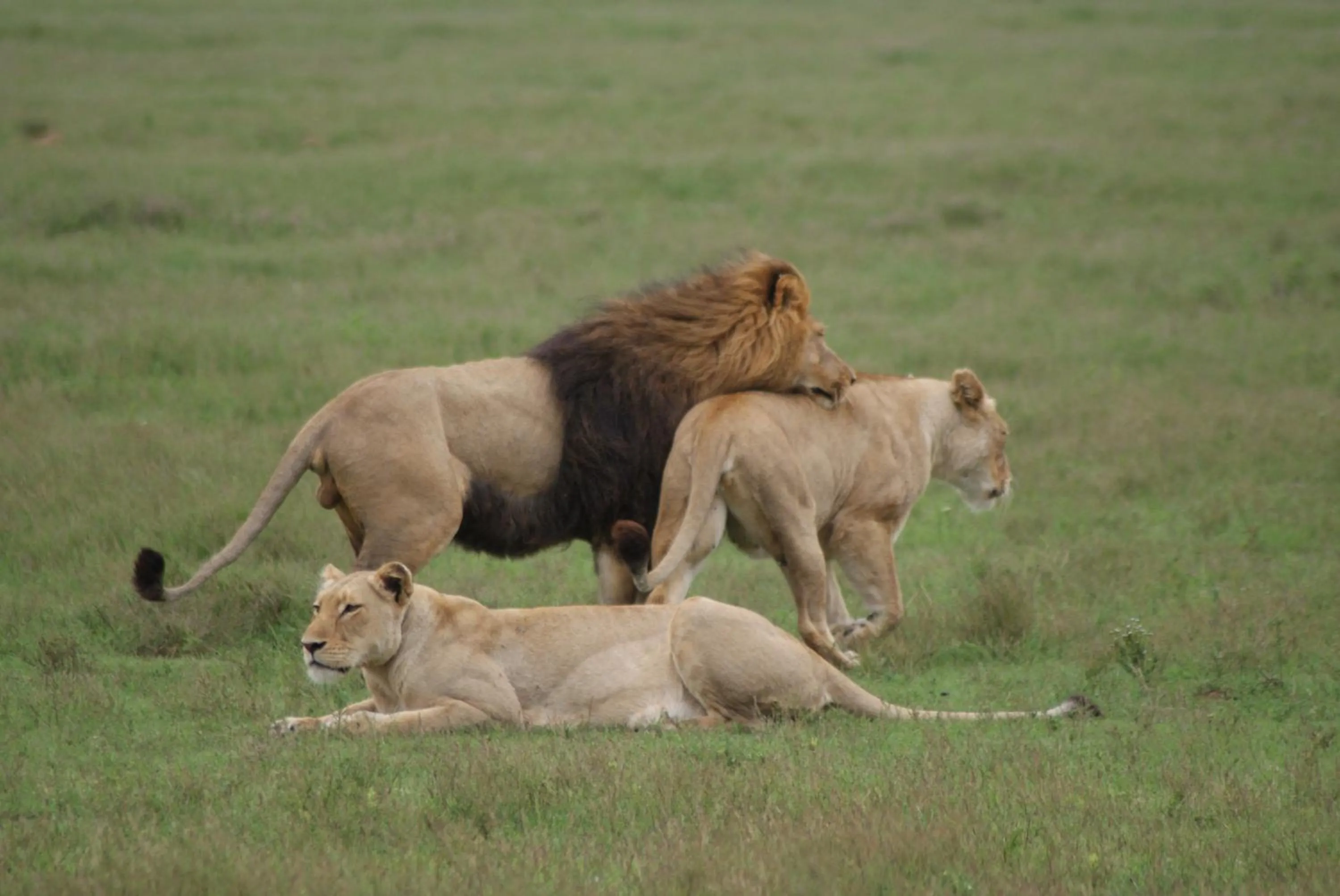 Homestead Bed and Breakfast