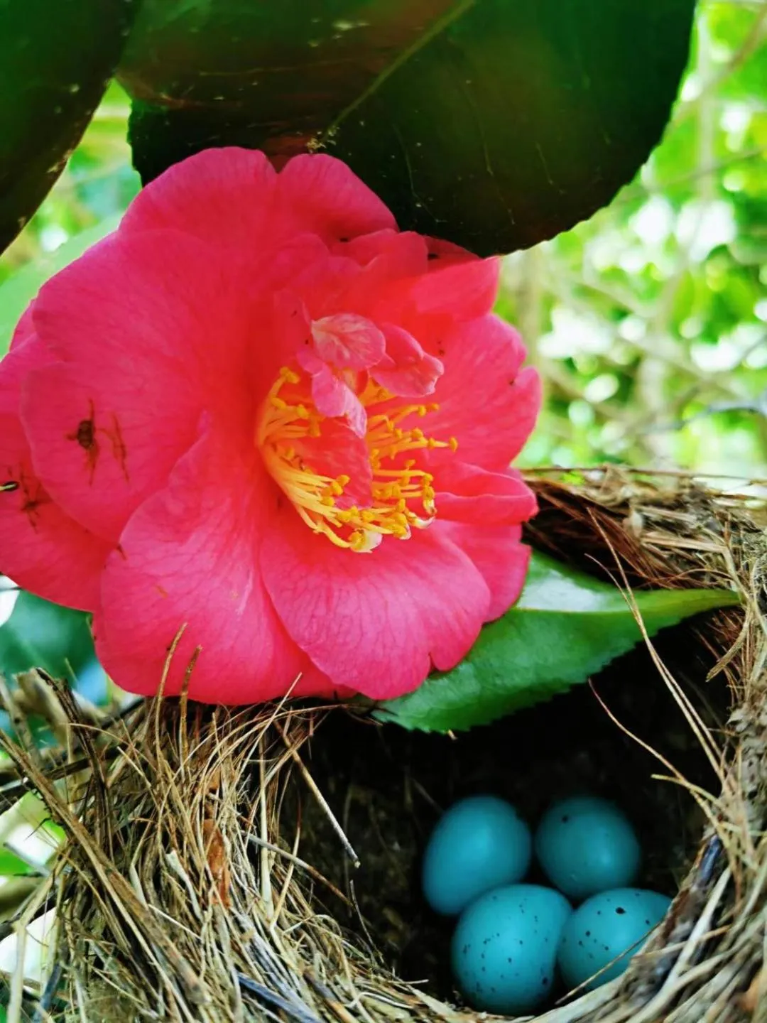 Garden in Country Villa Estate