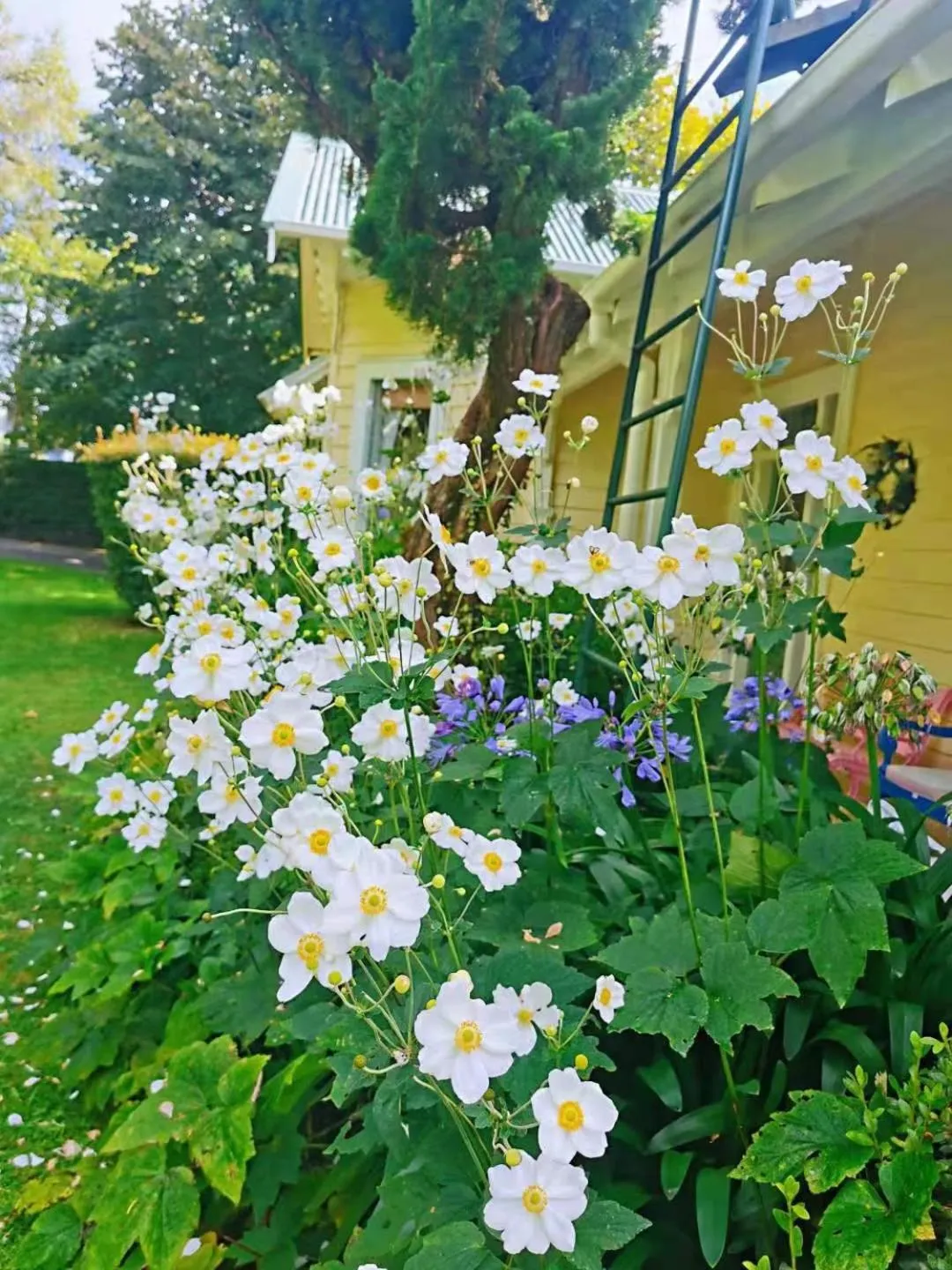 Garden view in Country Villa Estate