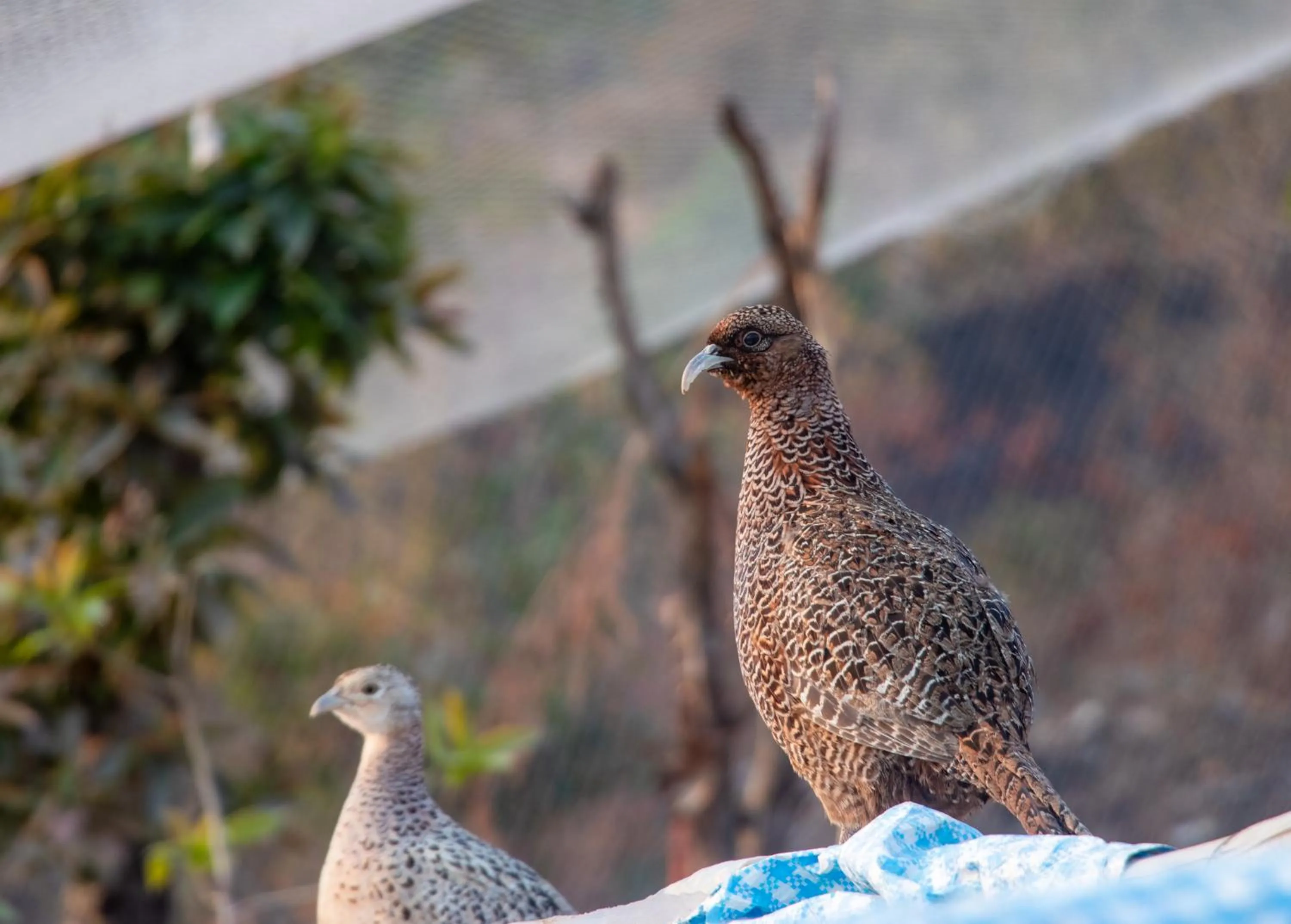 Animals in Naya Gaun Eco Resort