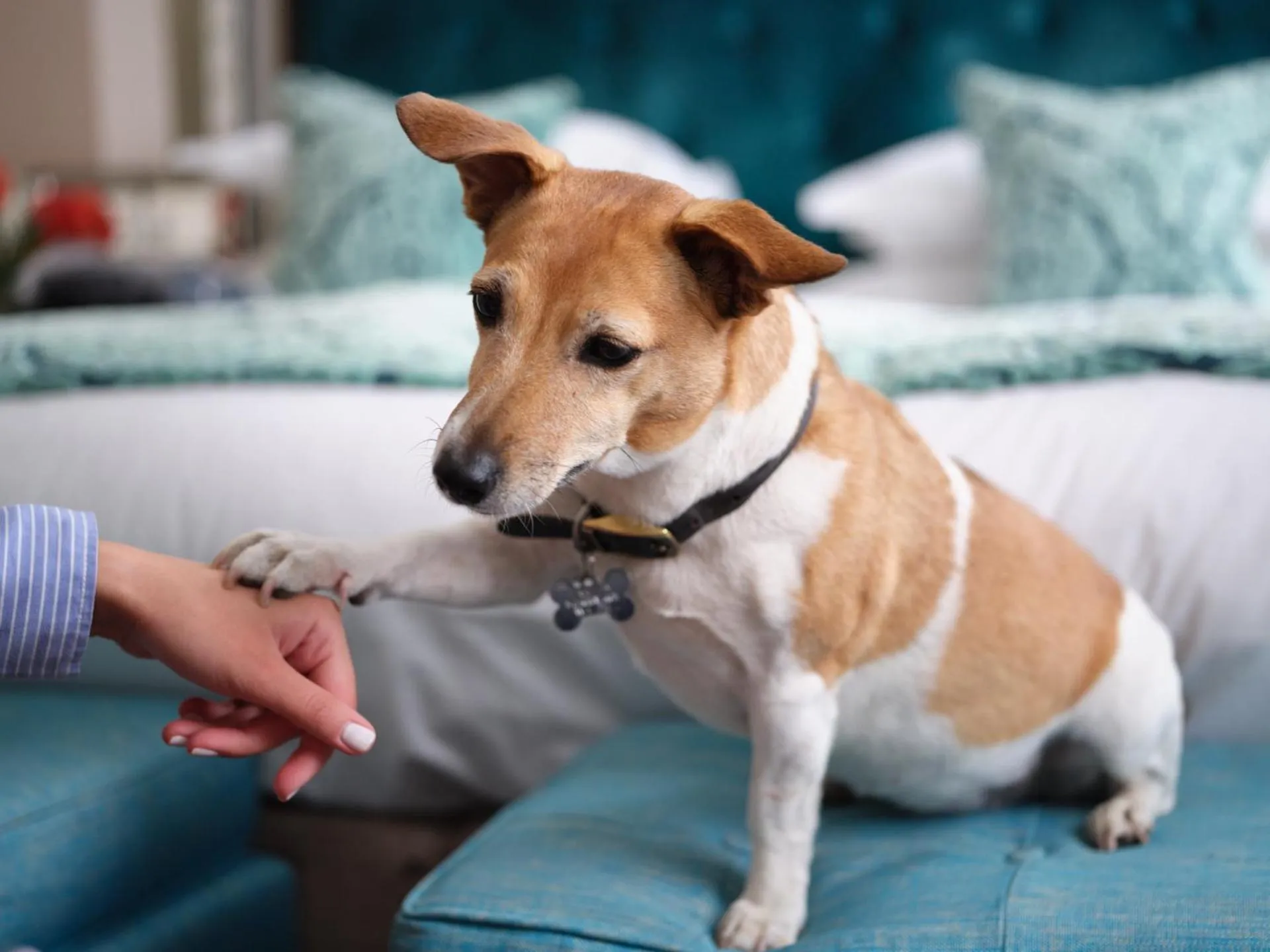 Pets in The Apartments by The Sloane Club