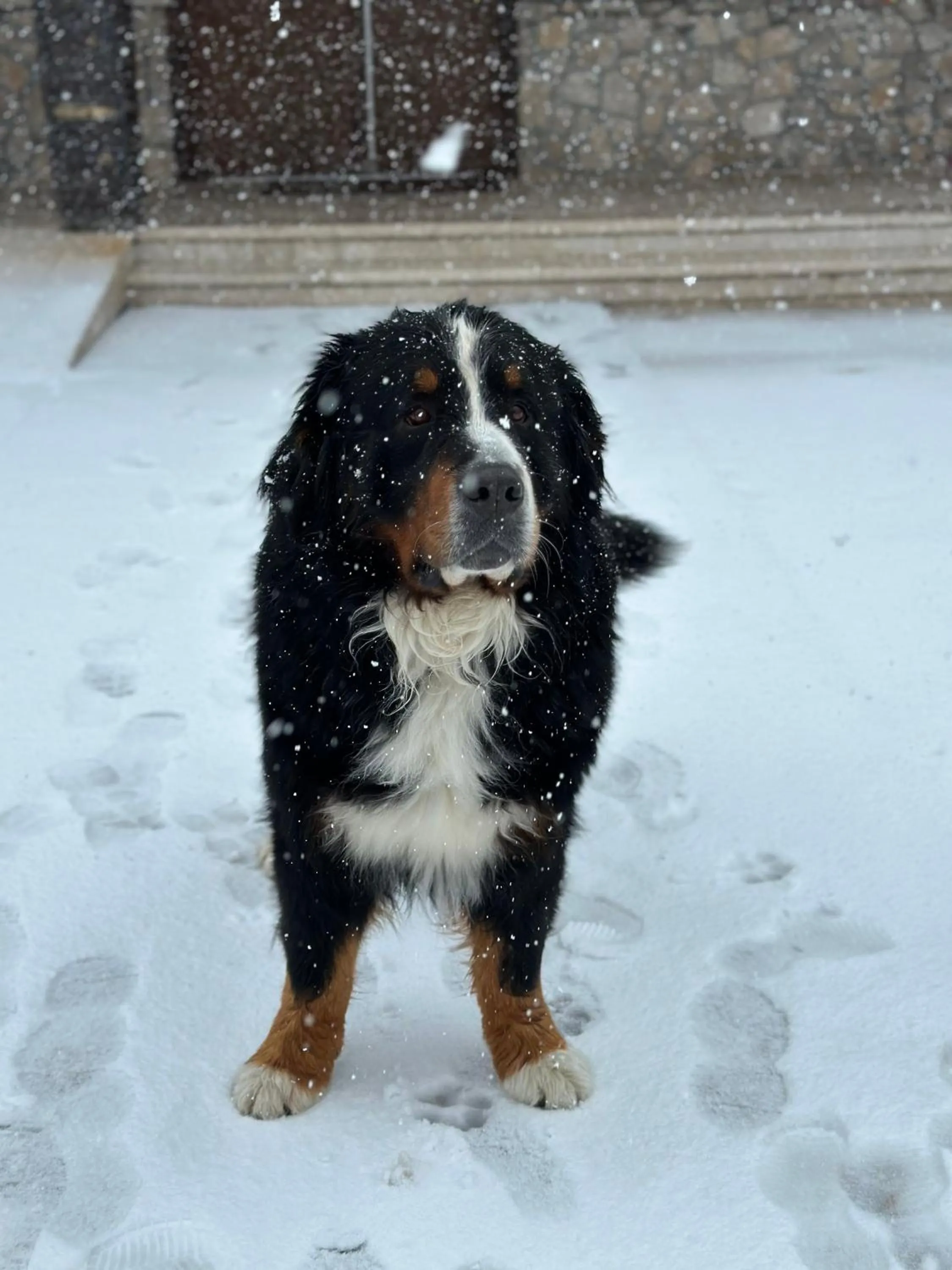 Winter in Hotel Monte Rosa