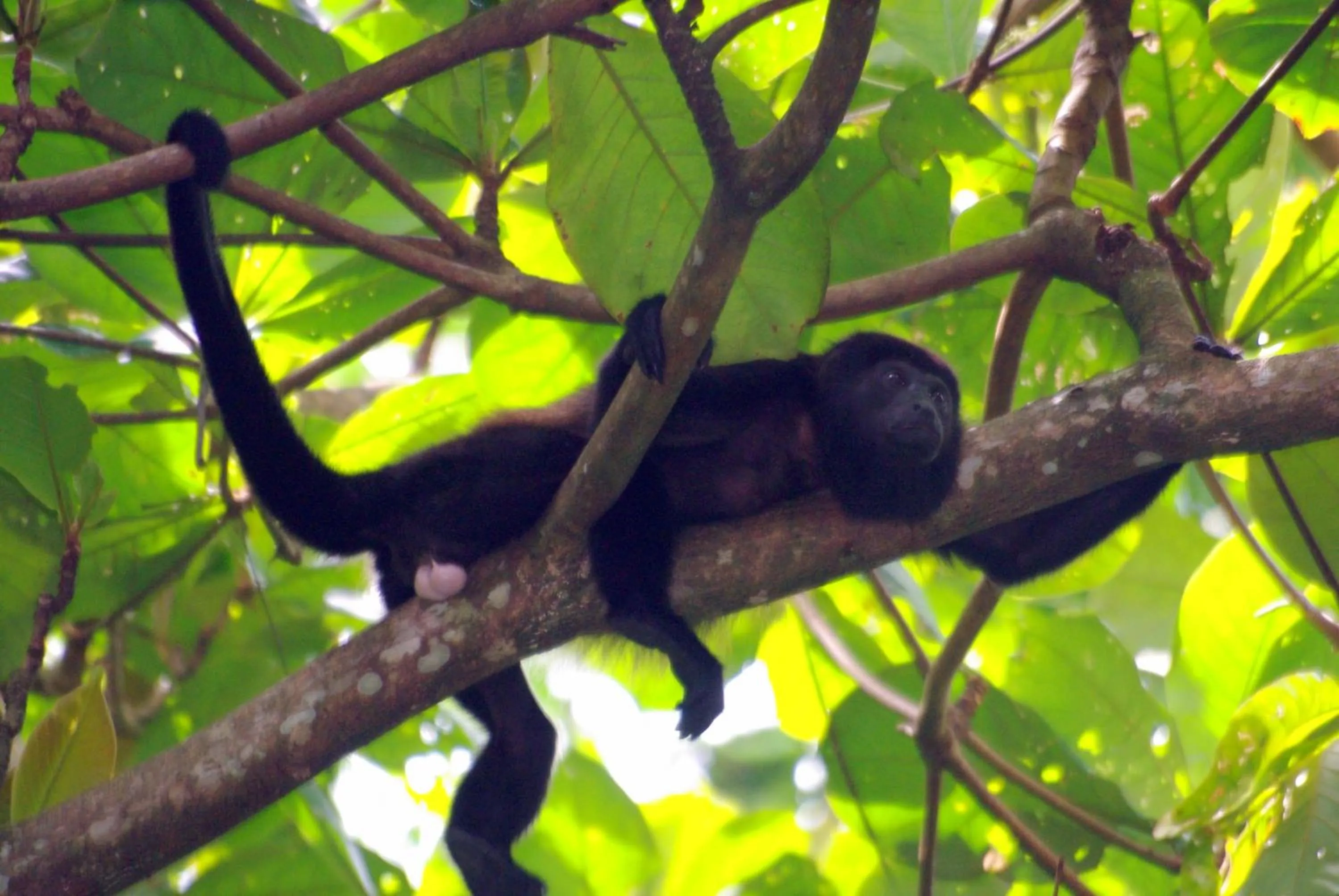 Animals in La Kukula Lodge