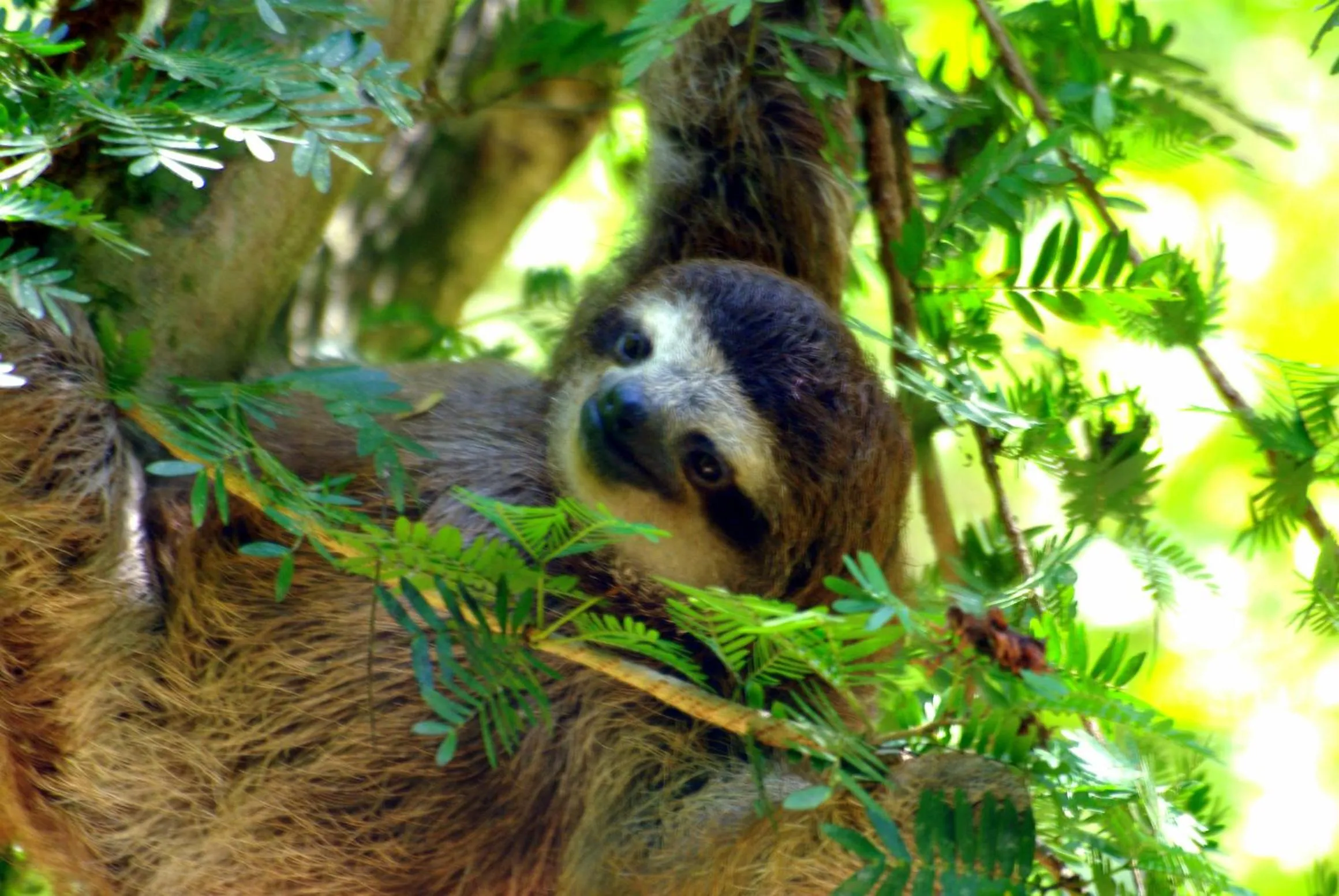 Animals in La Kukula Lodge