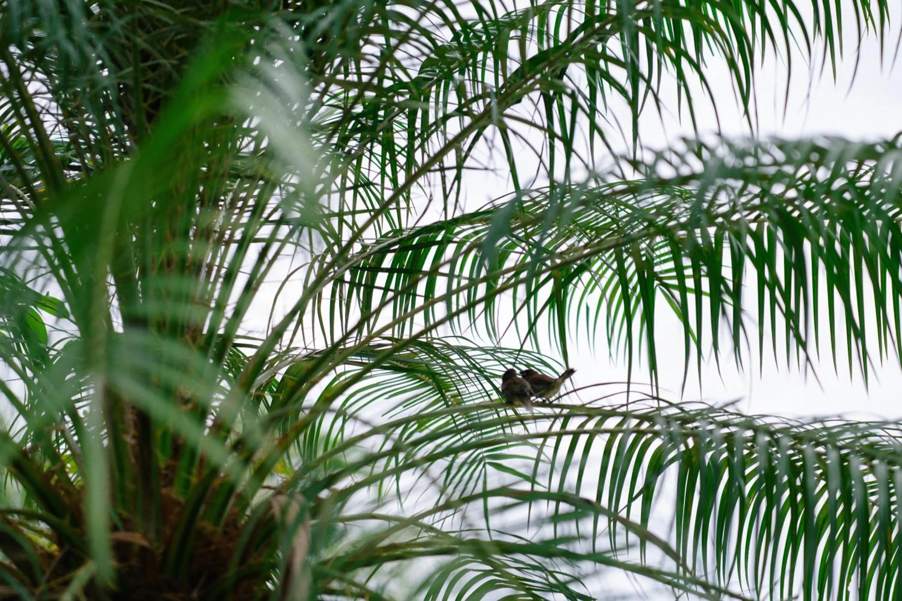 Cadlao Resort and Restaurant