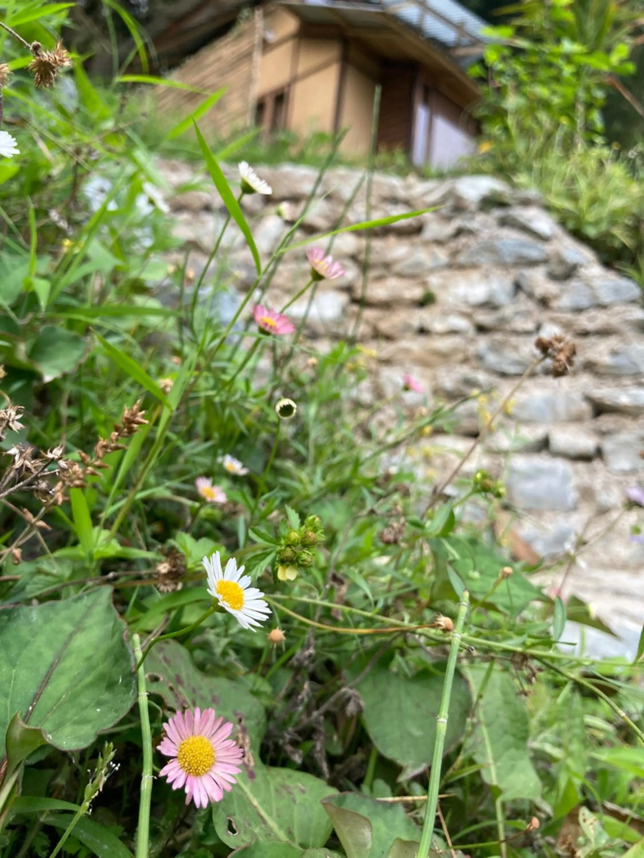 Garden in Art Mile Kalimpong