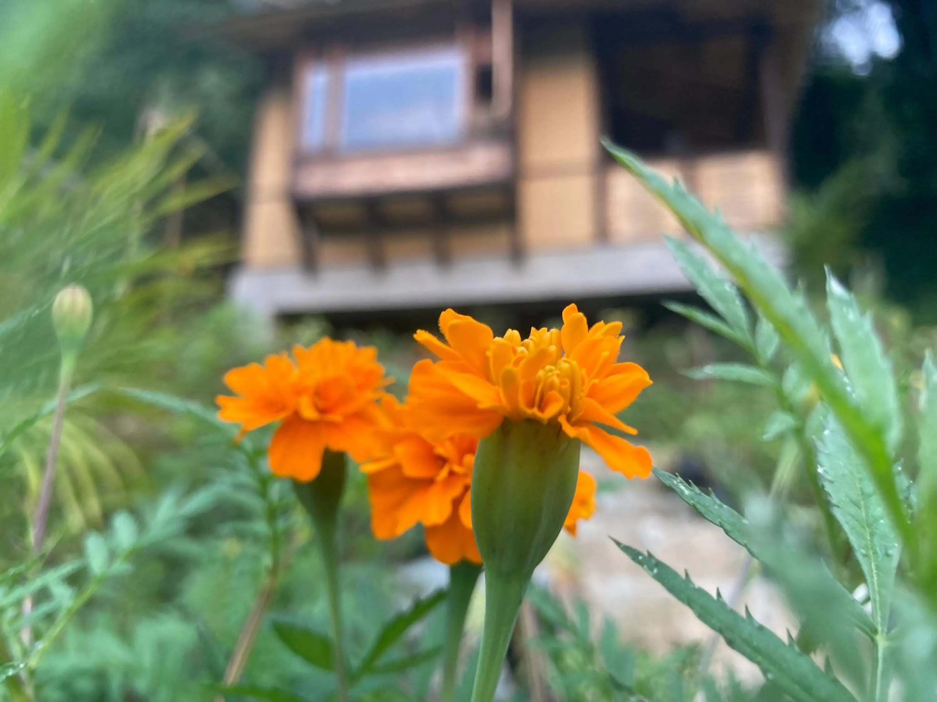 Garden view in Art Mile Kalimpong