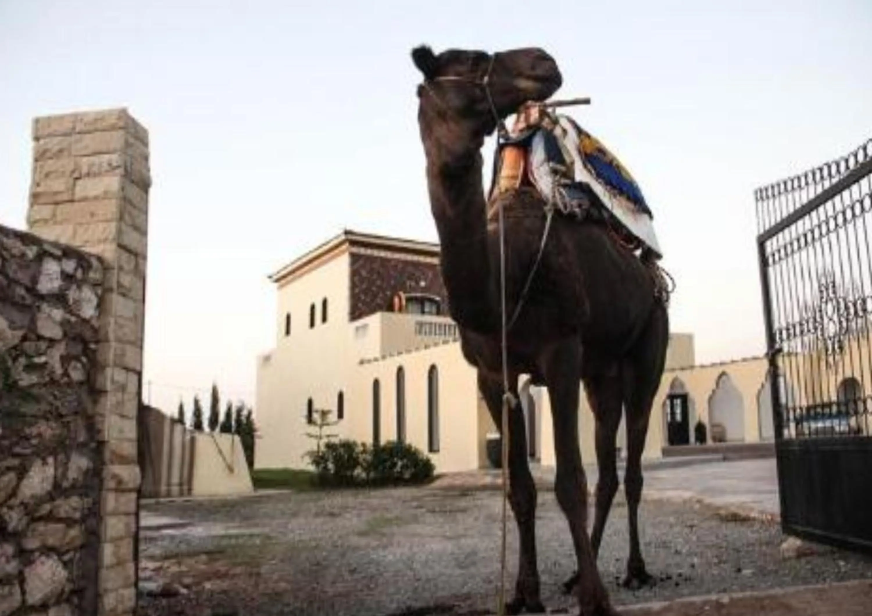 Horse-riding in sidi kaouki ayt karoum
