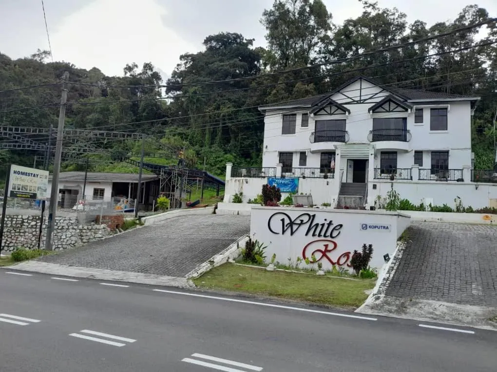 White Rose Cameron Highlands