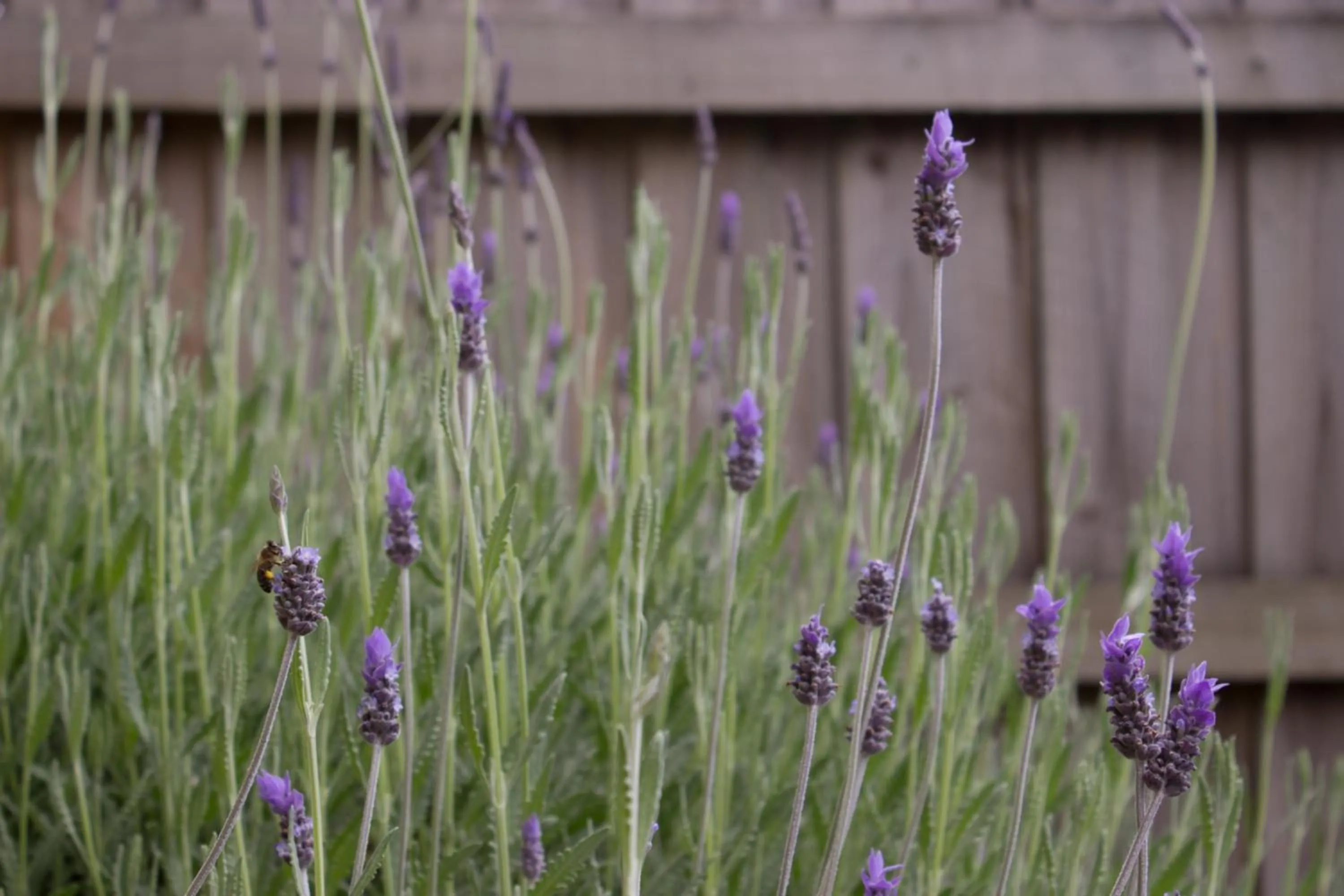 Facade/entrance in Werndee