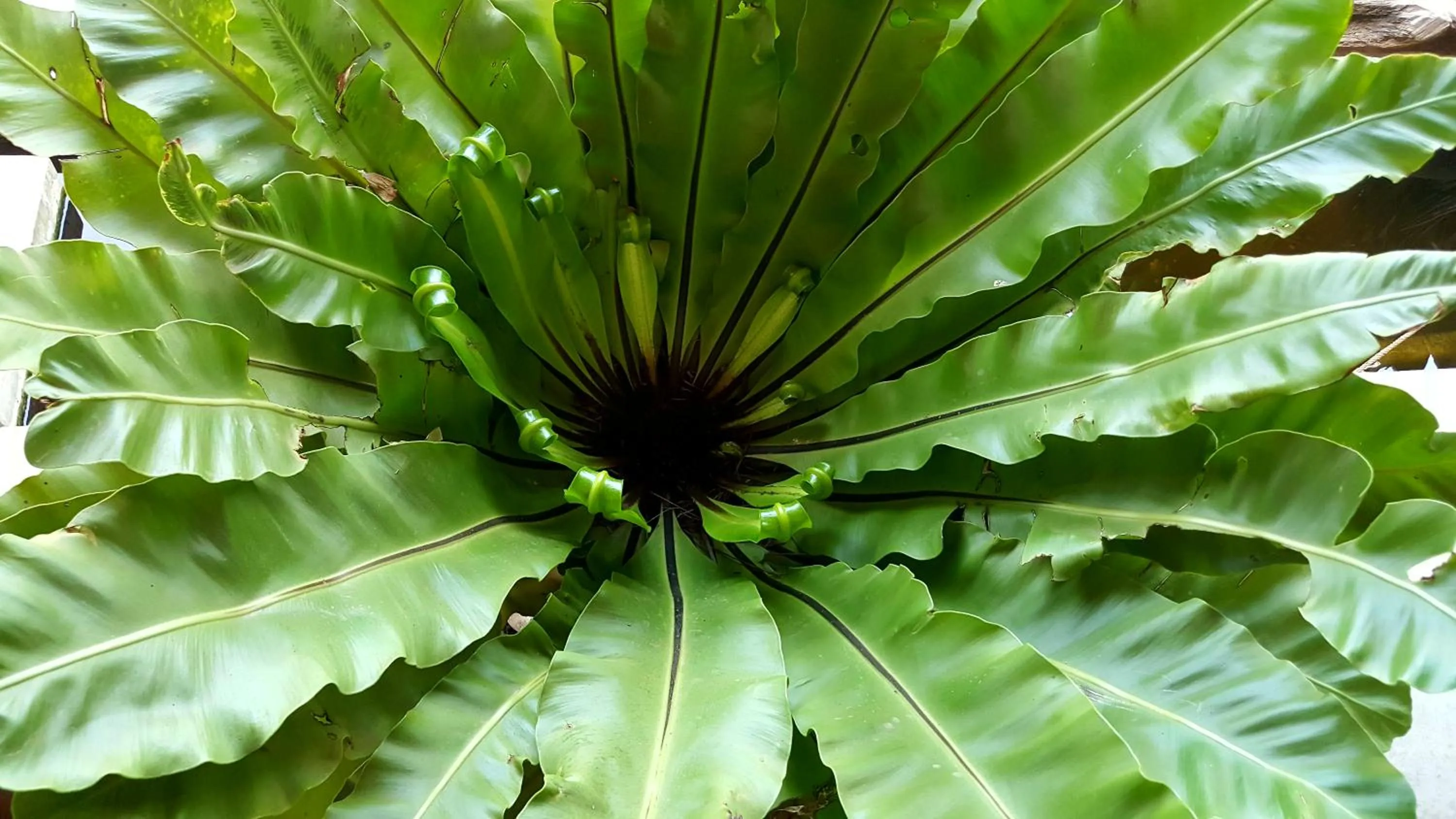 Garden in Sahaa Beach Resort