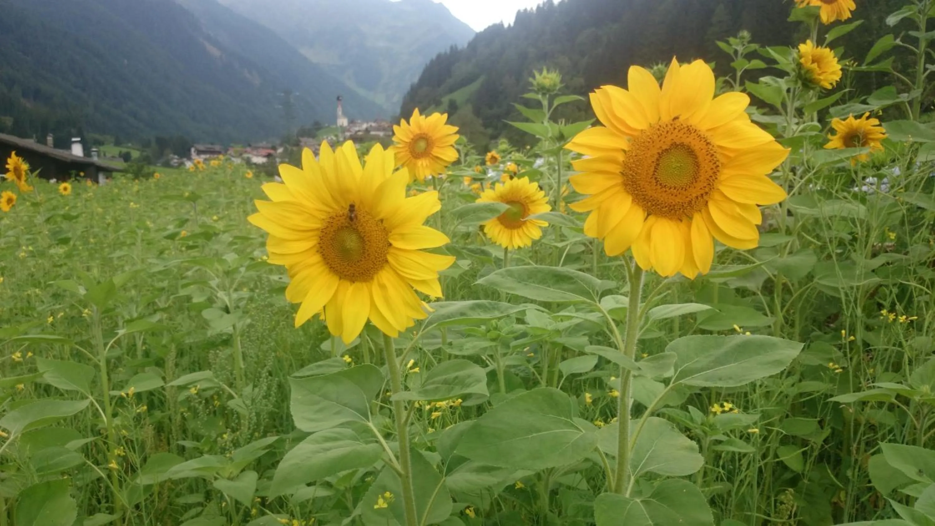 Natural landscape in Hotel Garni Angerer
