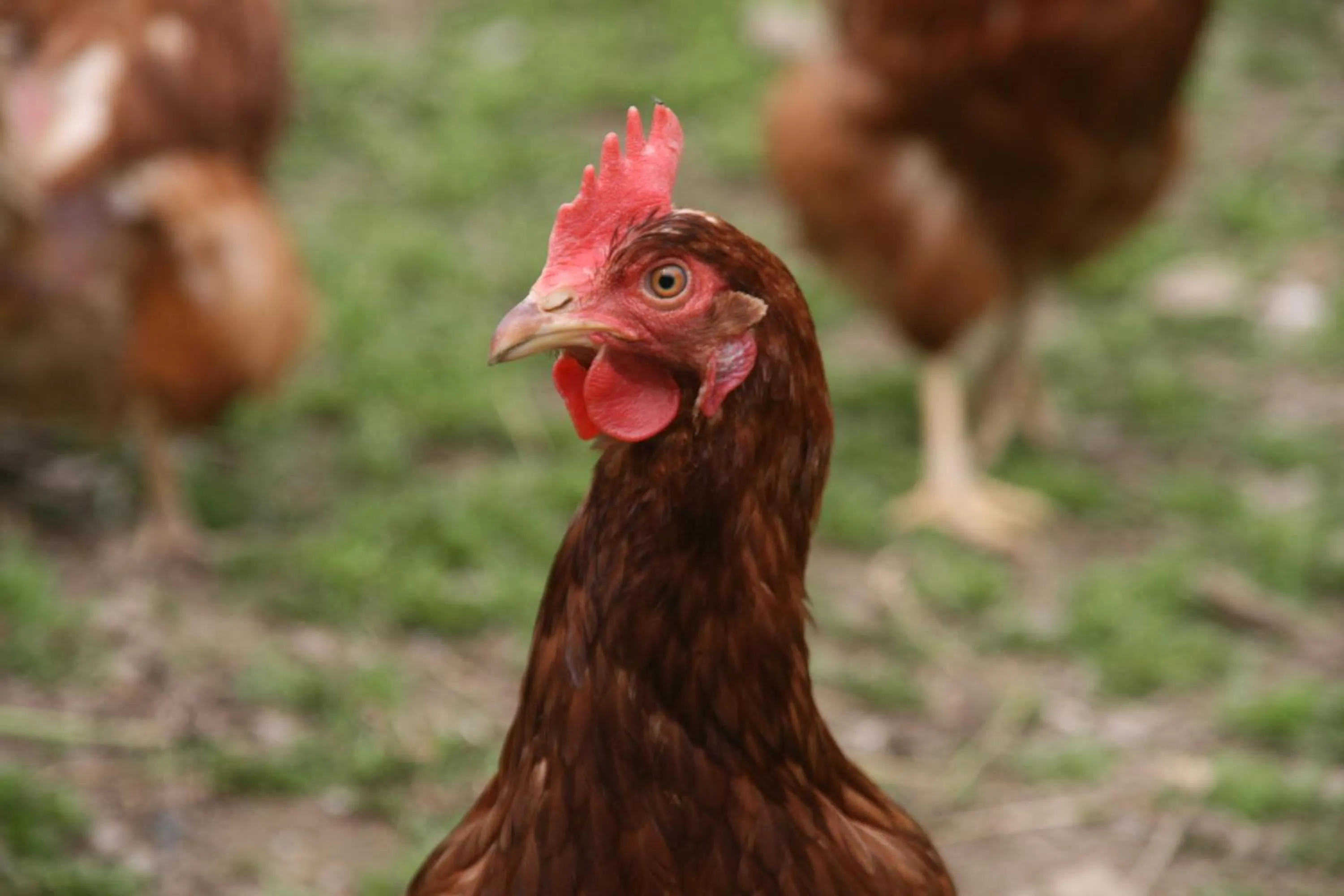 Animals in Hotel Garni Angerer