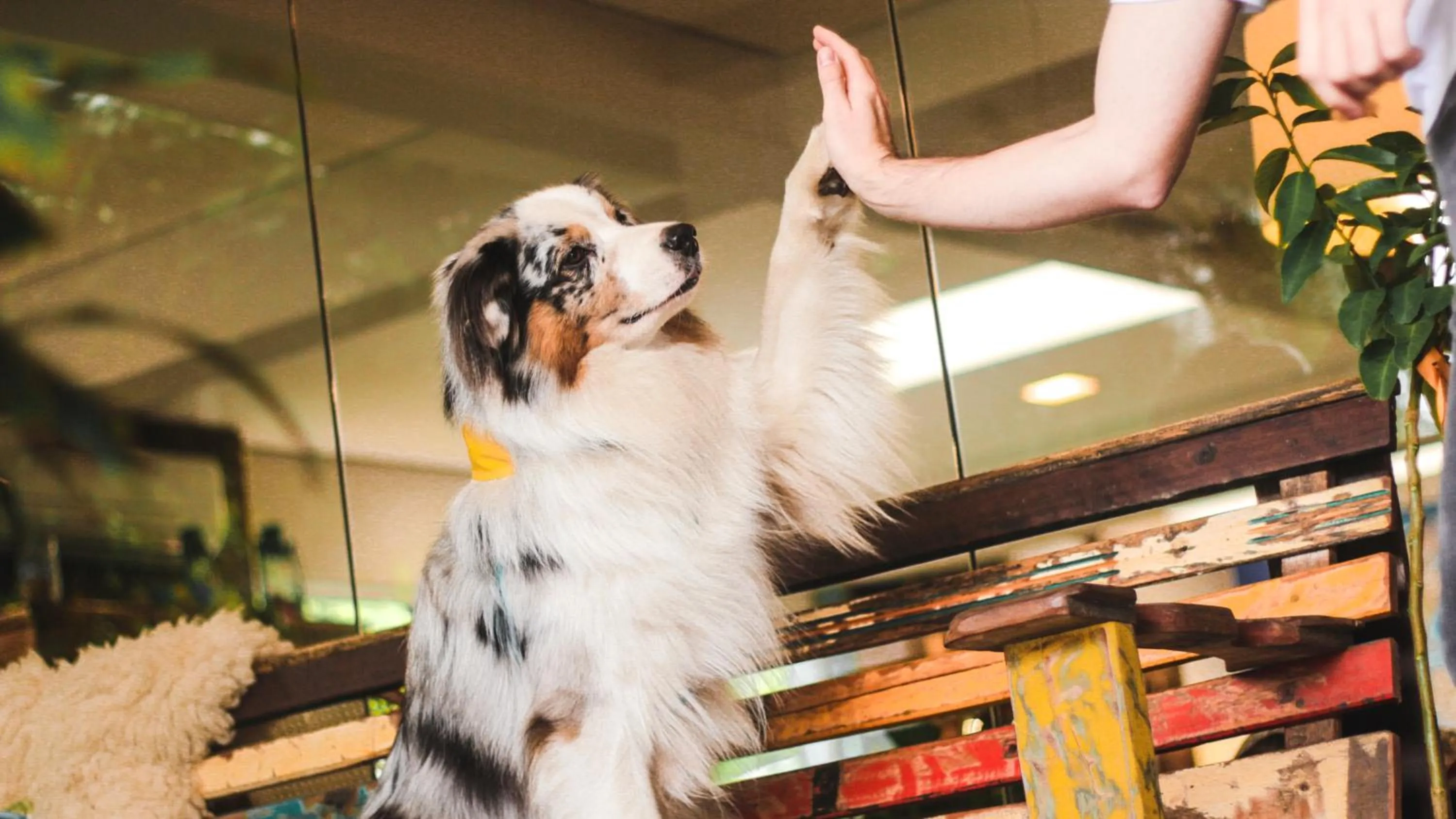 Pets in Work Hotel Design