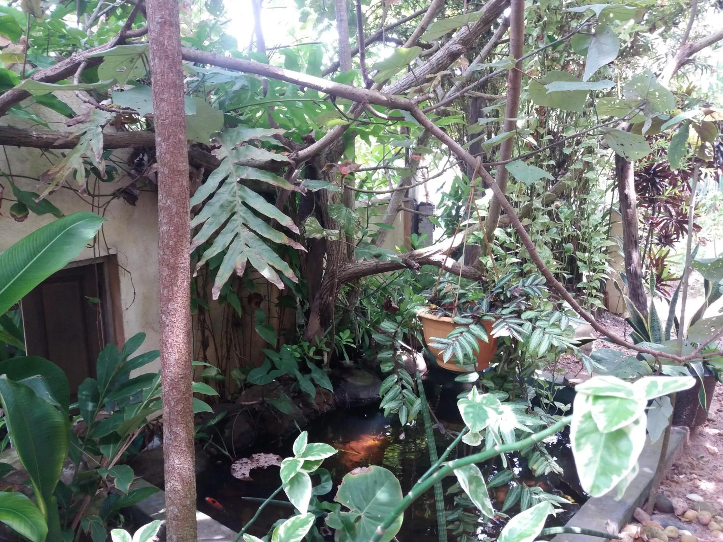 Garden in Peacock Wings Guest