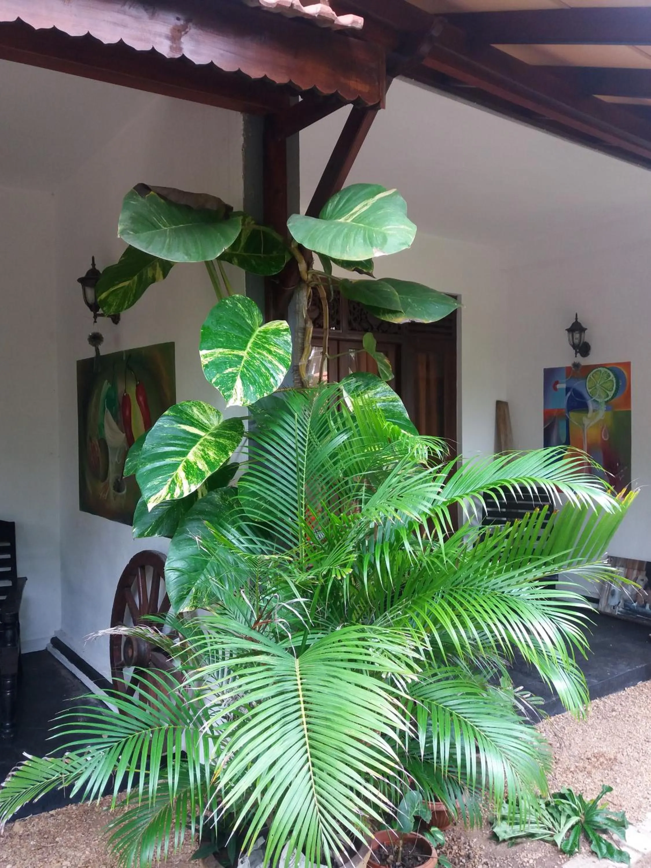 Patio in Peacock Wings Guest