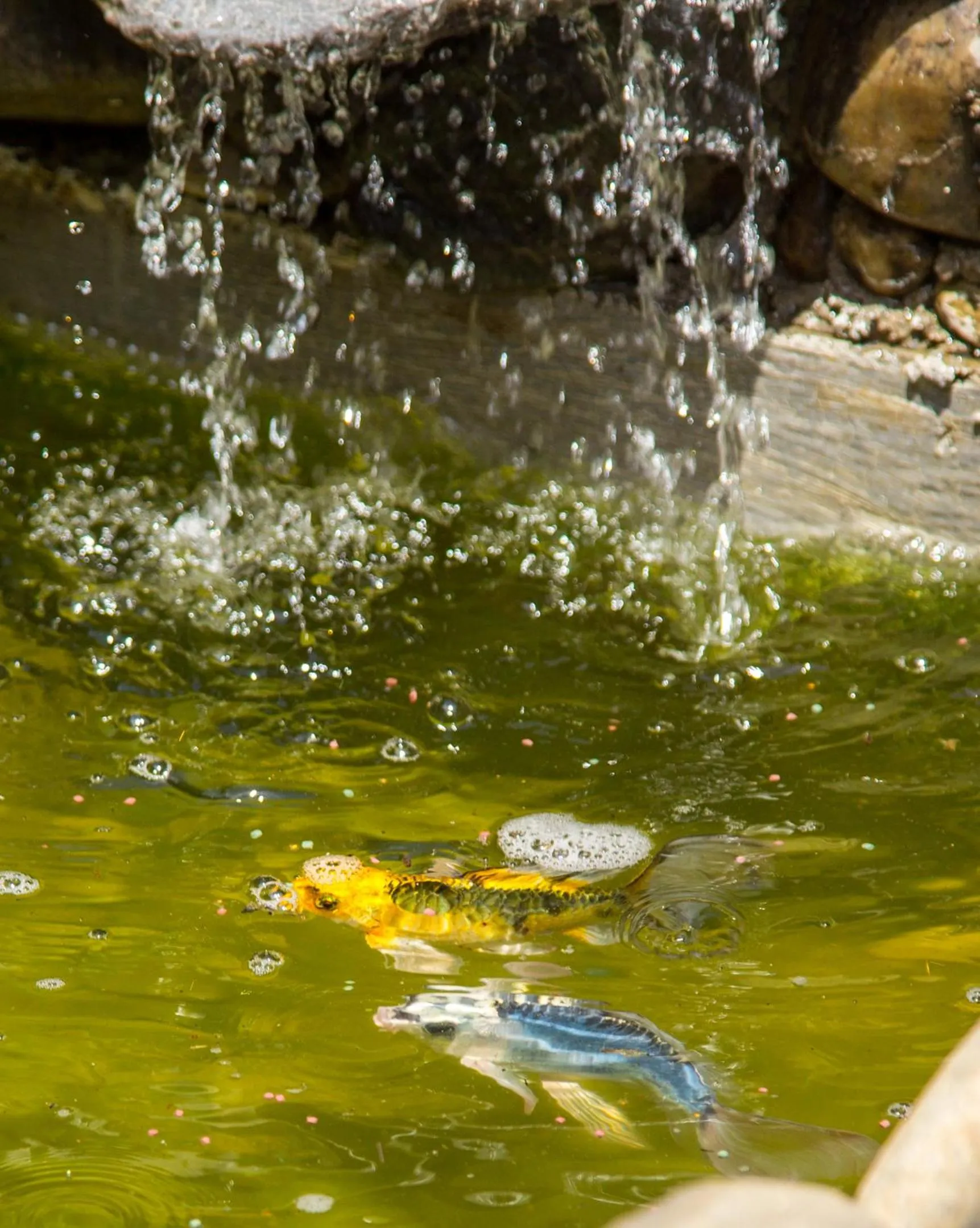 Day in The Comfy Hostel