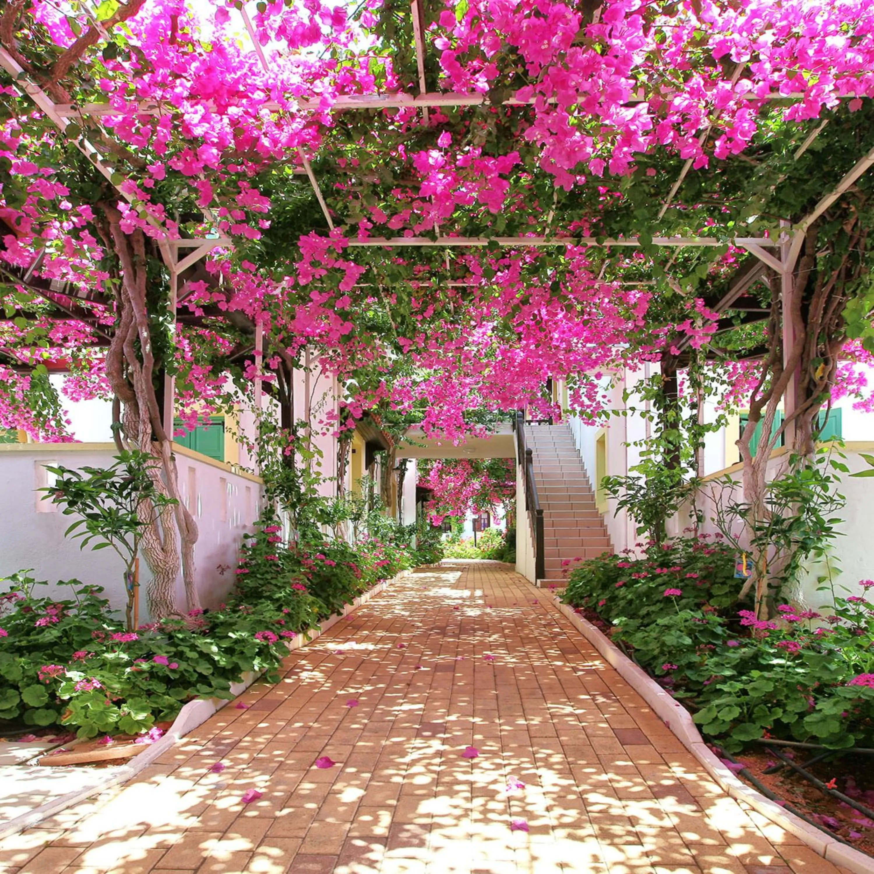 Garden in Paul Marie