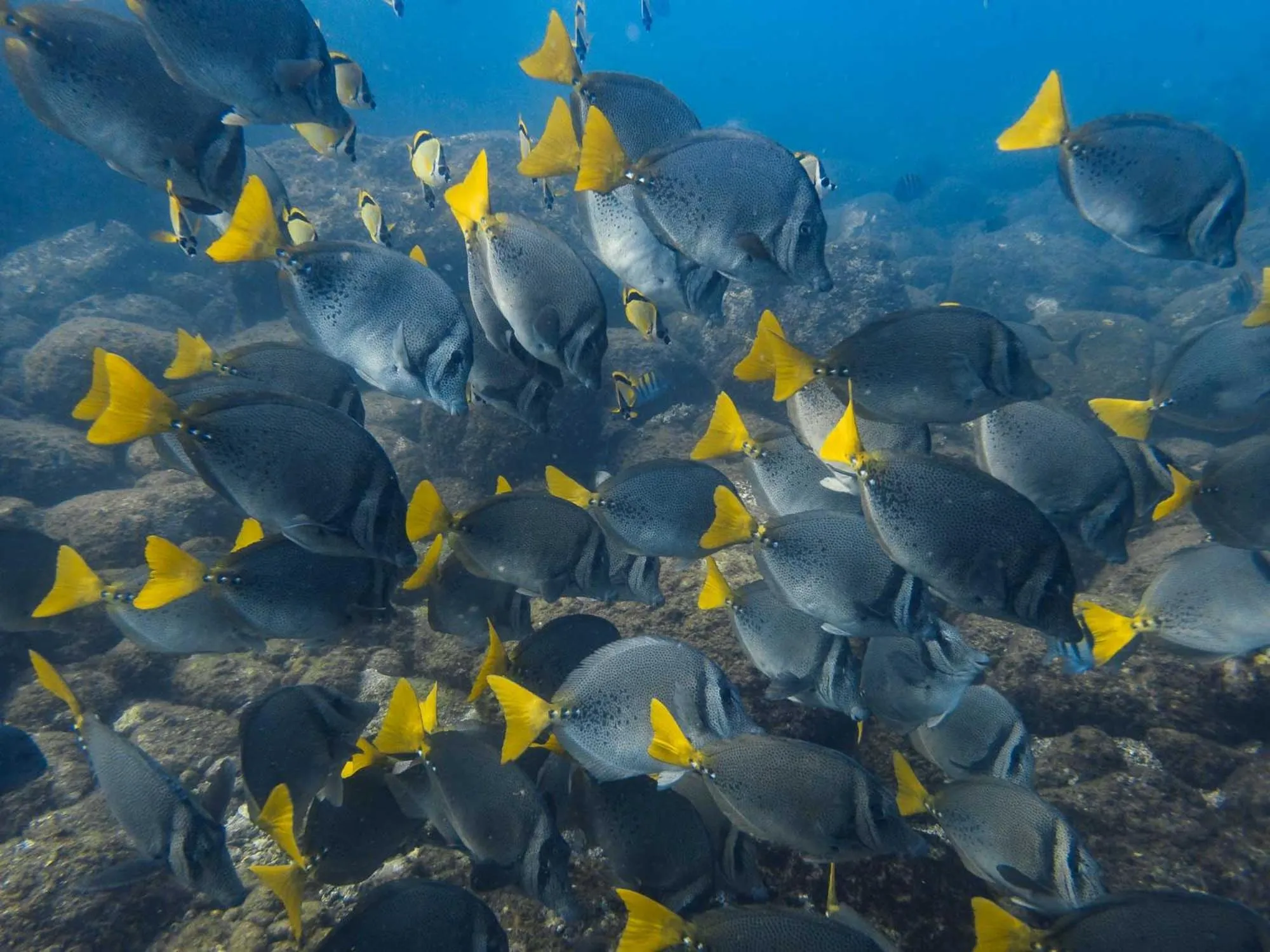 Snorkeling in Sealion Dive Center